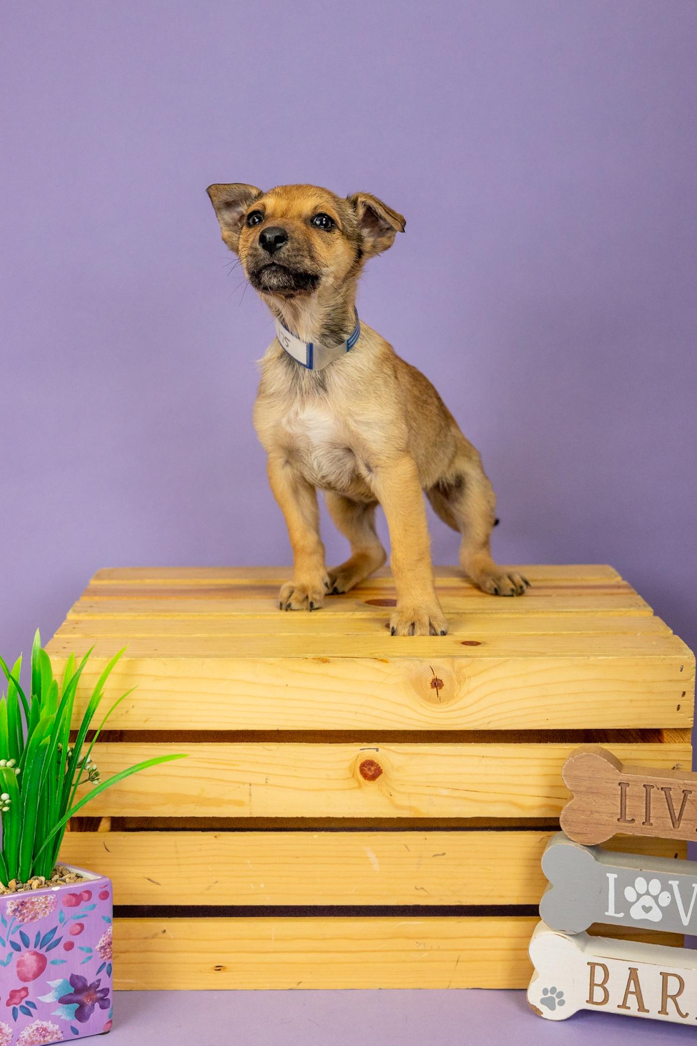 175-26, ADOPTABLE, Young Male Shepherd.