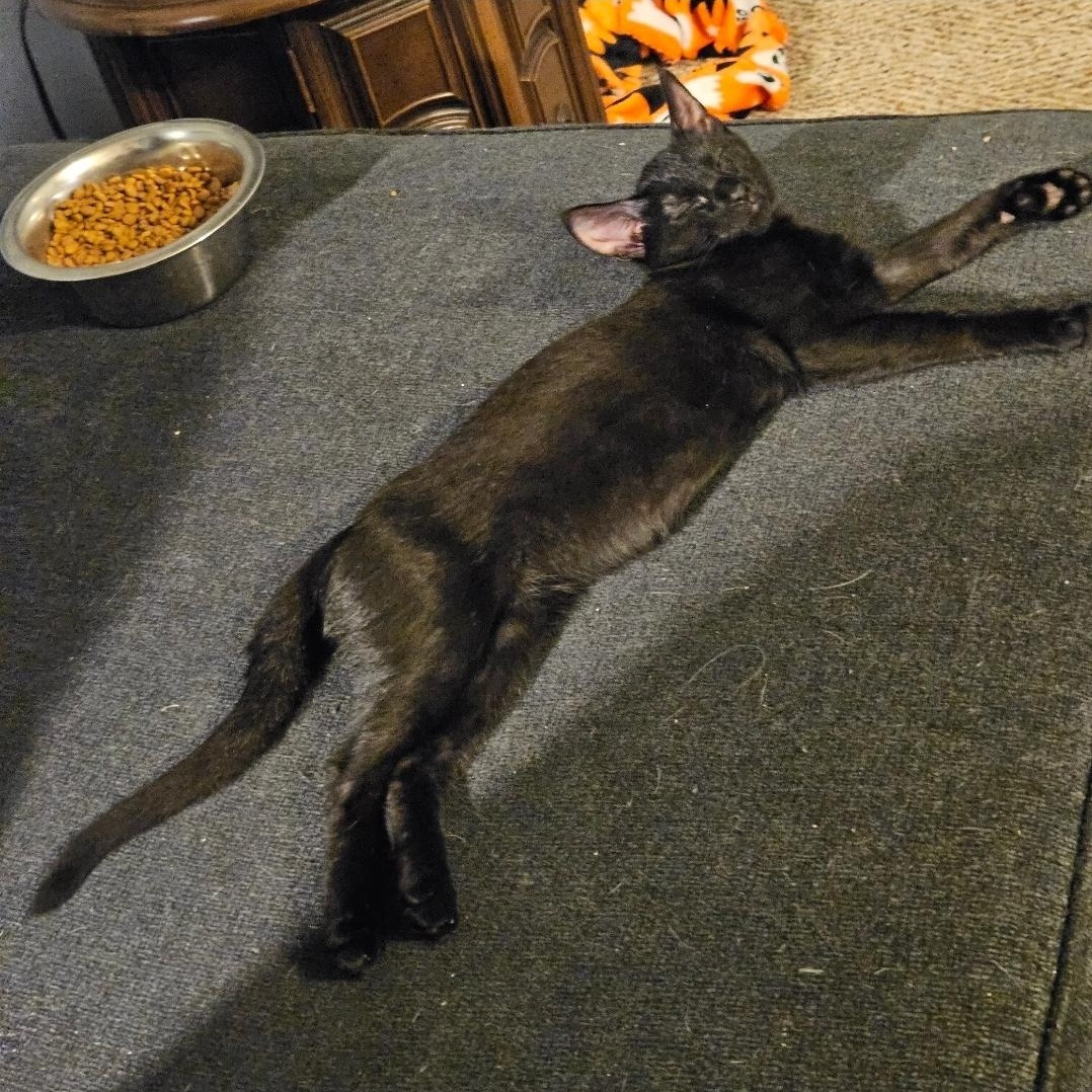 Enlarge Prim Rose, a Adoptable Domestic Short Hair in Waverly, IA image 5/6