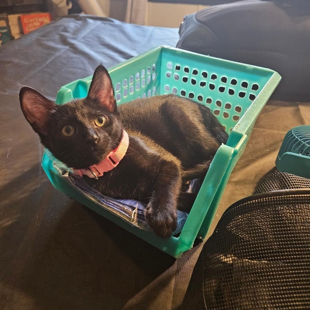 Enlarge Prim Rose, a Adoptable Domestic Short Hair in Waverly, IA image 4/6