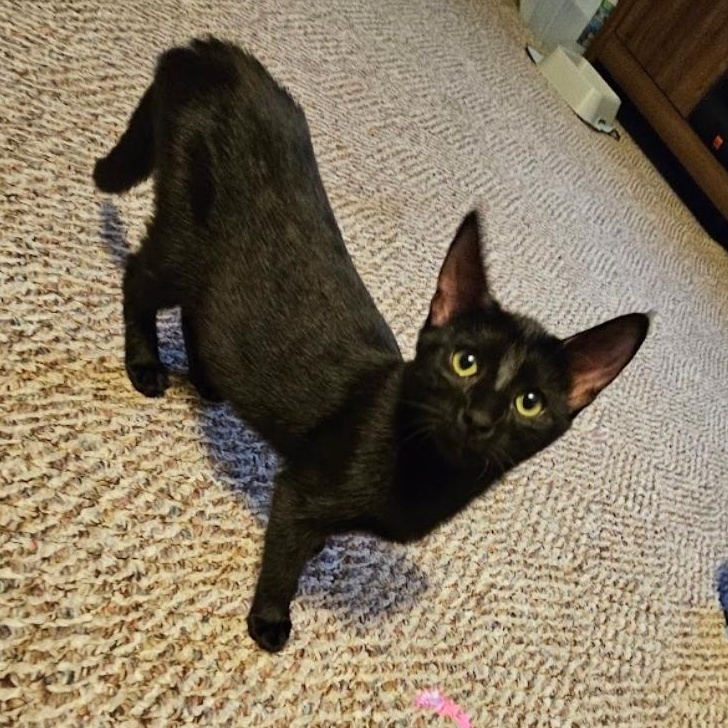 Enlarge Prim Rose, a Adoptable Domestic Short Hair in Waverly, IA image 6/6