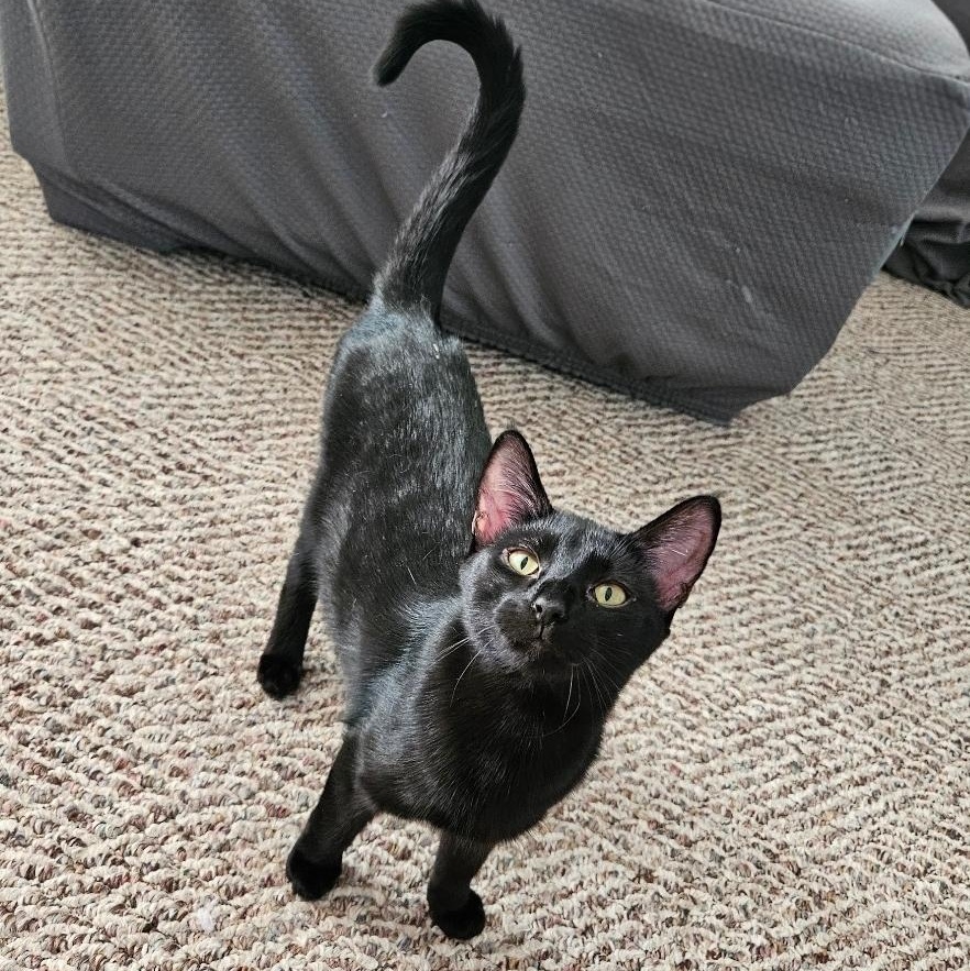 Enlarge Prim Rose, a Adoptable Domestic Short Hair in Waverly, IA image 1/6