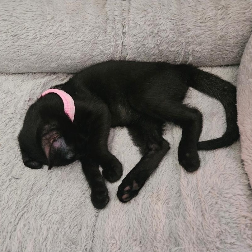 Enlarge Prim Rose, a Adoptable Domestic Short Hair in Waverly, IA image 2/6