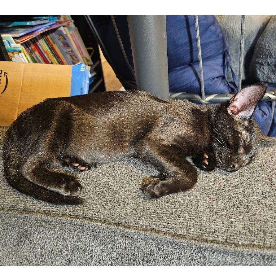 Enlarge Prim Rose, a Adoptable Domestic Short Hair in Waverly, IA image 3/6