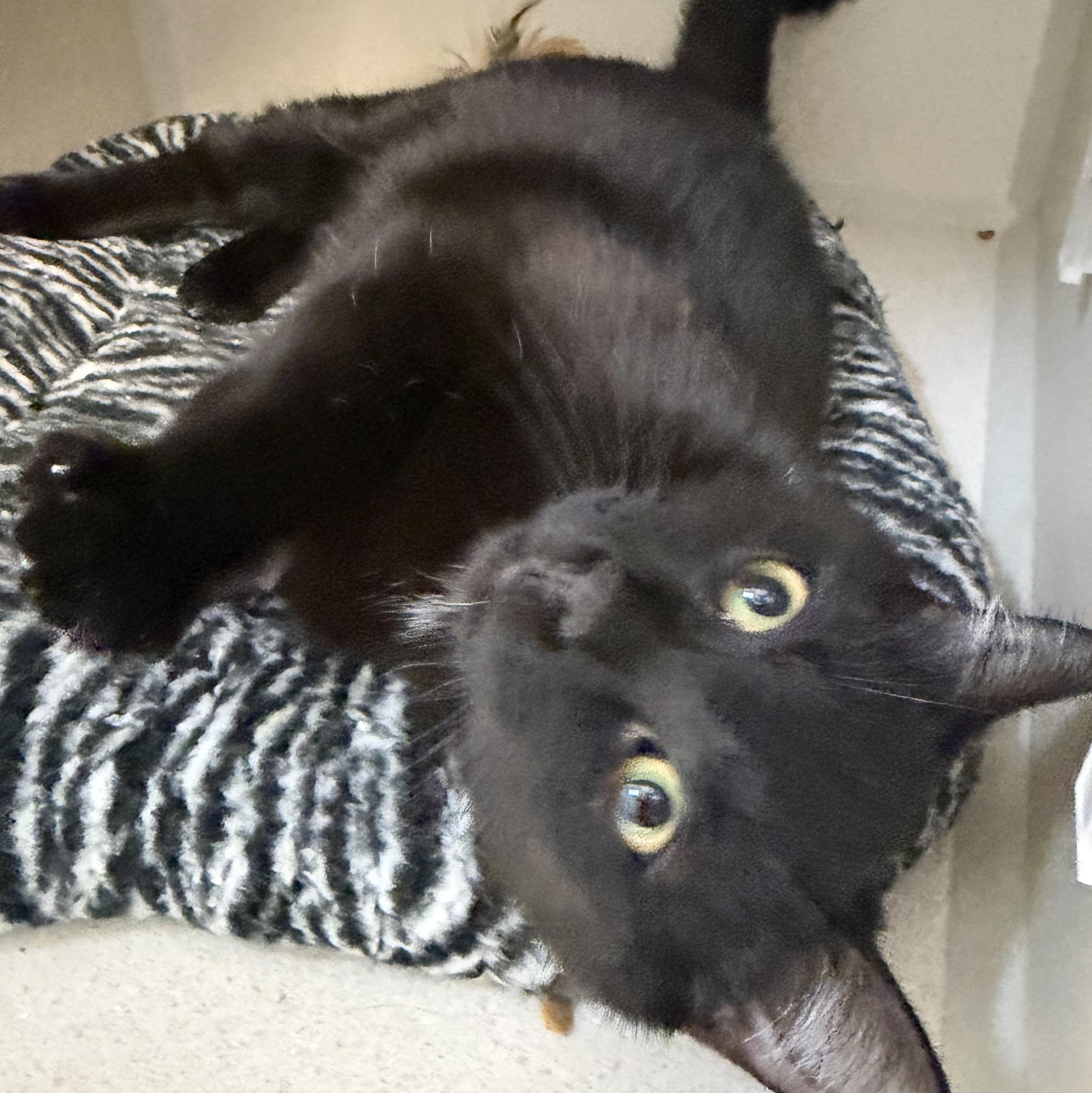 Camila and Carlos, ADOPTABLE, Young Female Domestic Short Hair.