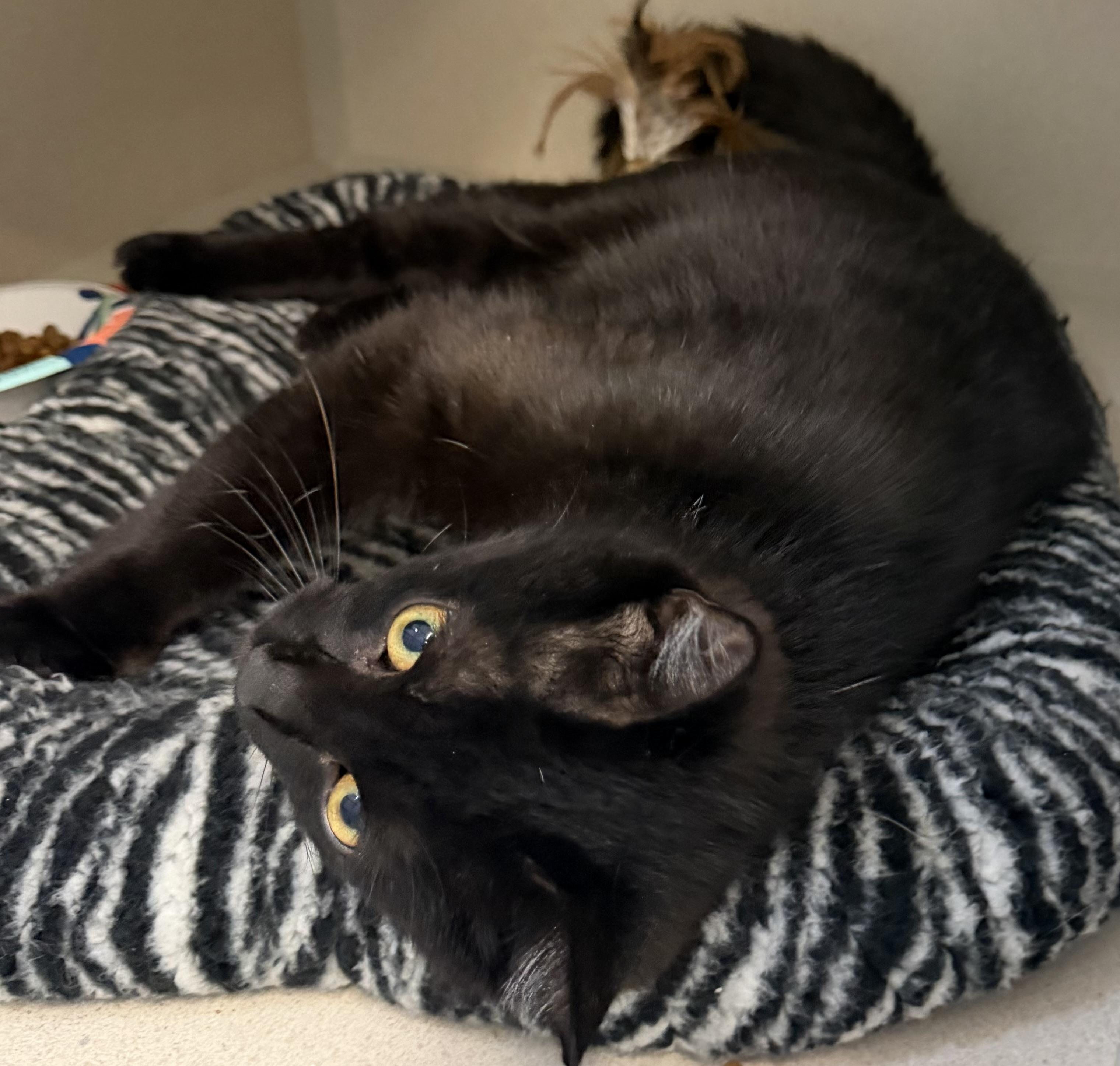 Camila and Carlos, a ADOPTABLE mixed breed in Salem, NH image 5/6