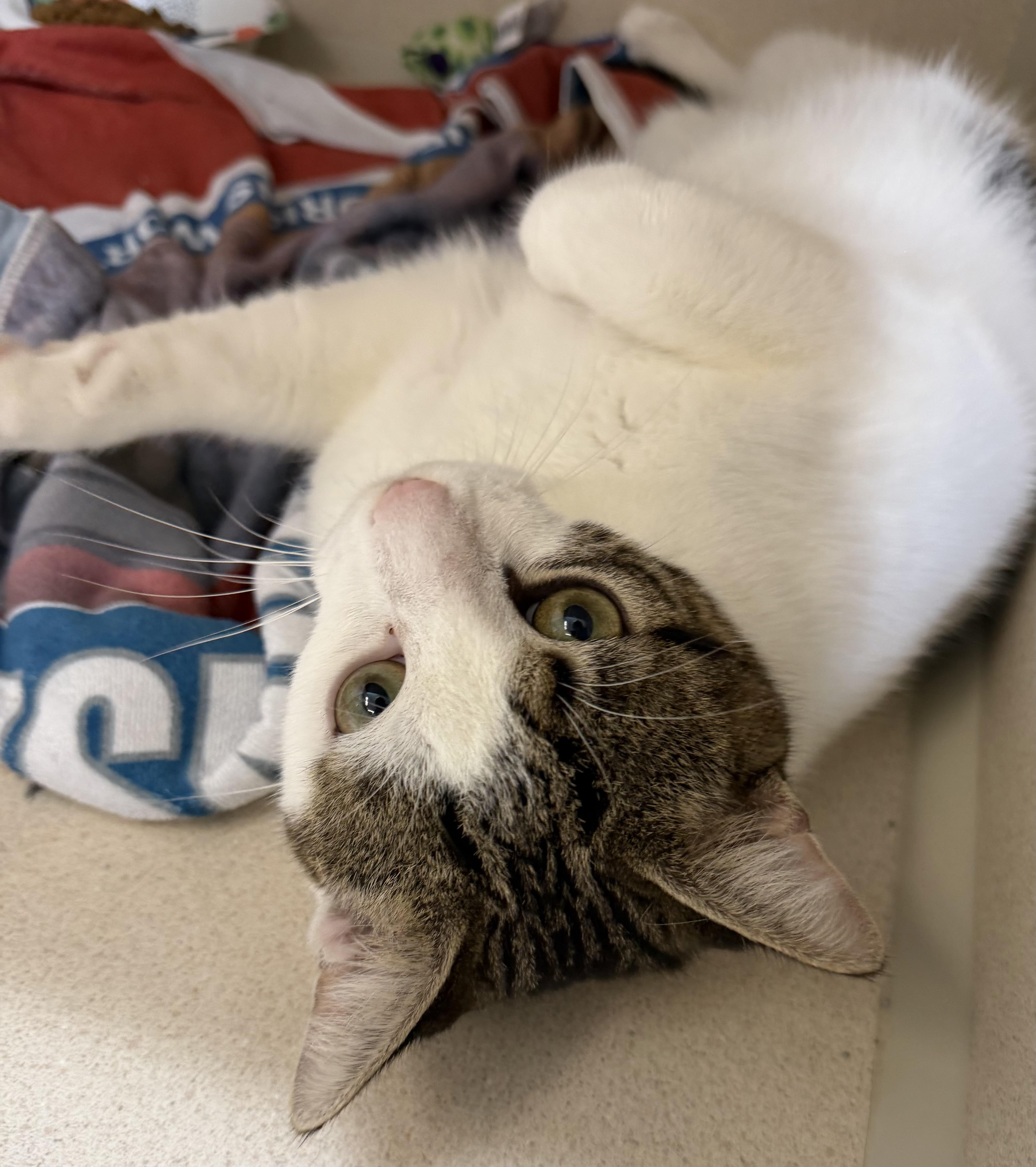 Camila and Carlos, a ADOPTABLE mixed breed in Salem, NH image 2/6