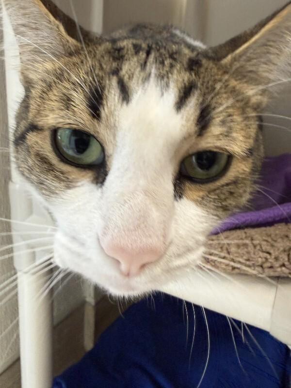 Rajah, Adoptable, Adult Male Domestic Short Hair.