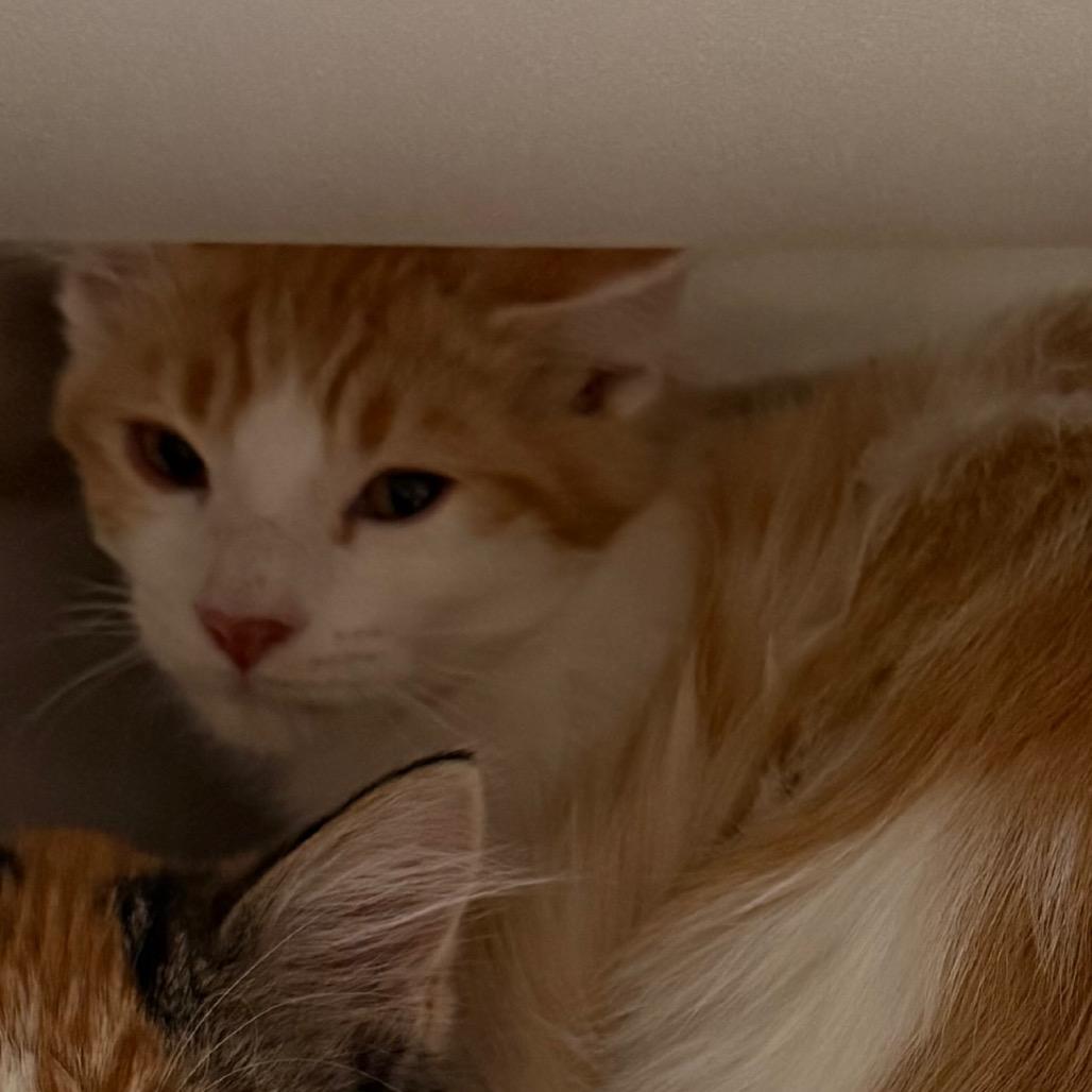 Enlarge Howie, a Adoptable Domestic Medium Hair in Cedaredge, CO image 1/1