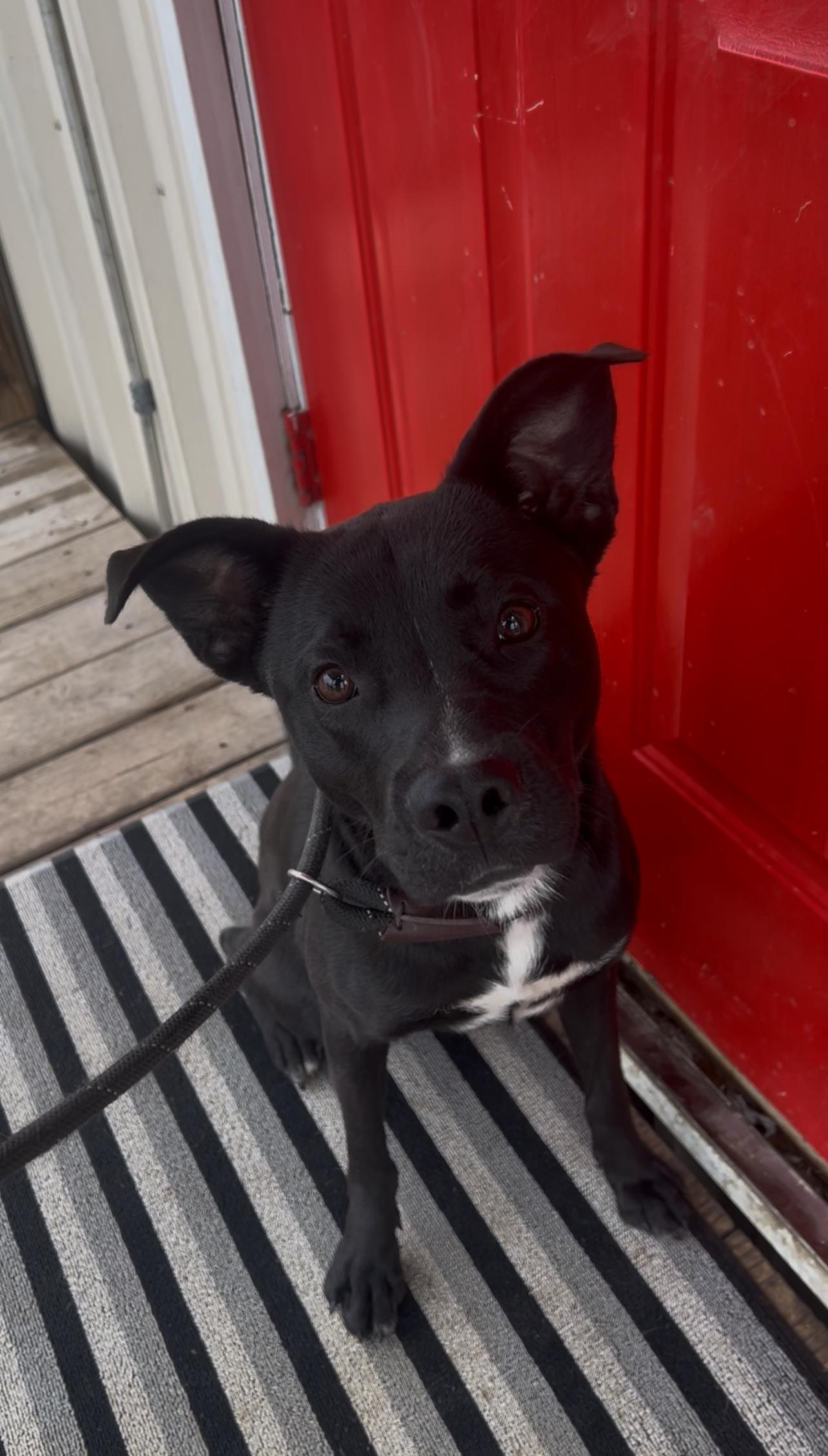 Enlarge Edward, a ADOPTABLE mixed breed in Tyler, TX image 1/1