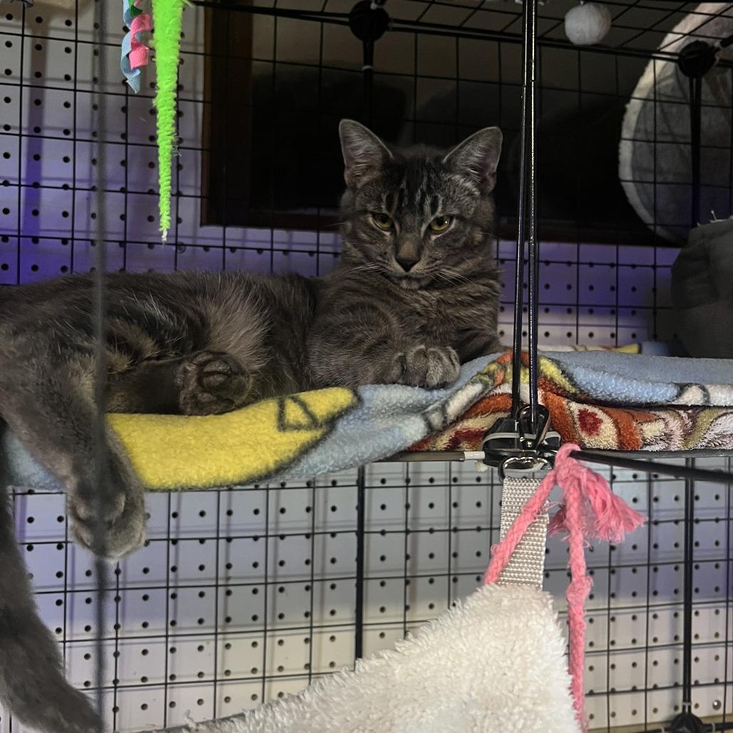 Johan, Adoptable, Young Male Domestic Short Hair.