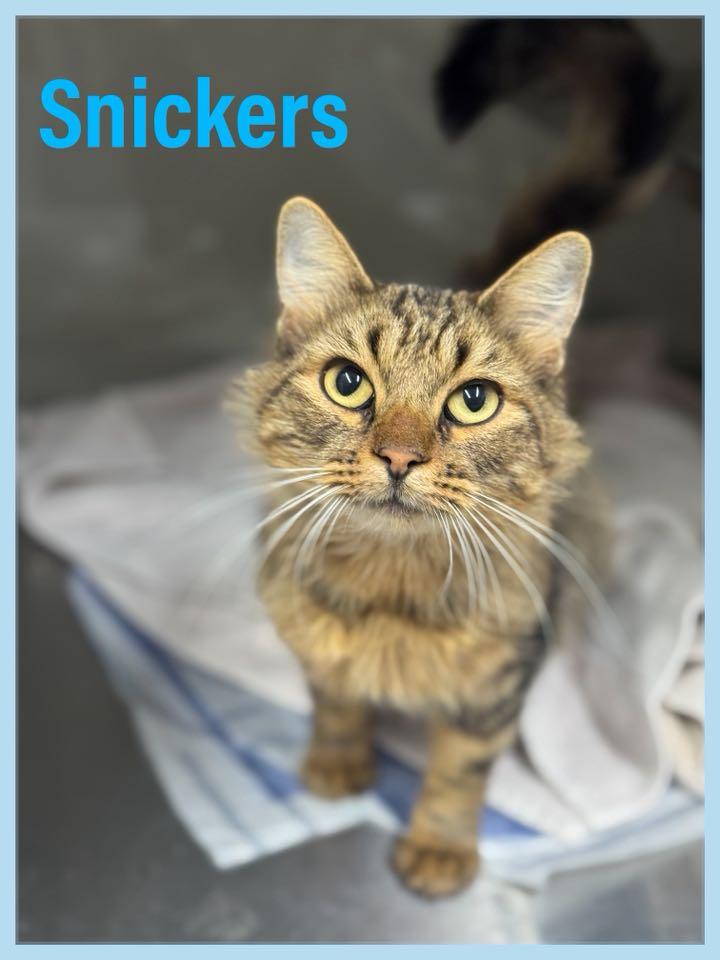 Snickers, Adoptable, Adult Male Domestic Medium Hair.