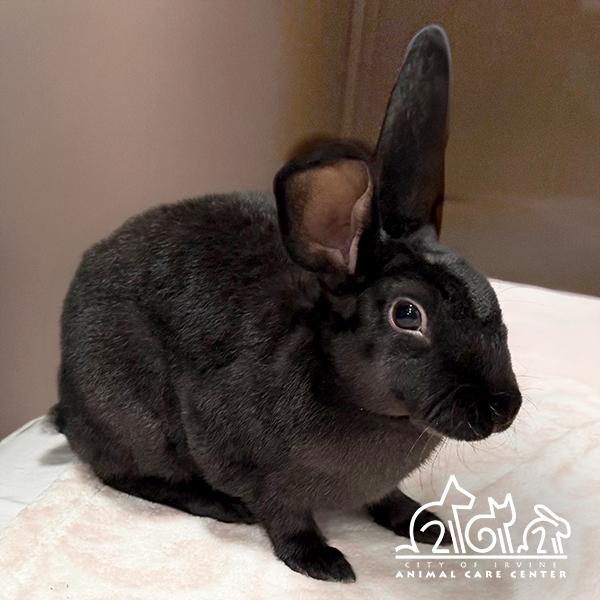 Enlarge JUDY, a Adoptable Bunny Rabbit in Irvine, CA image 1/1