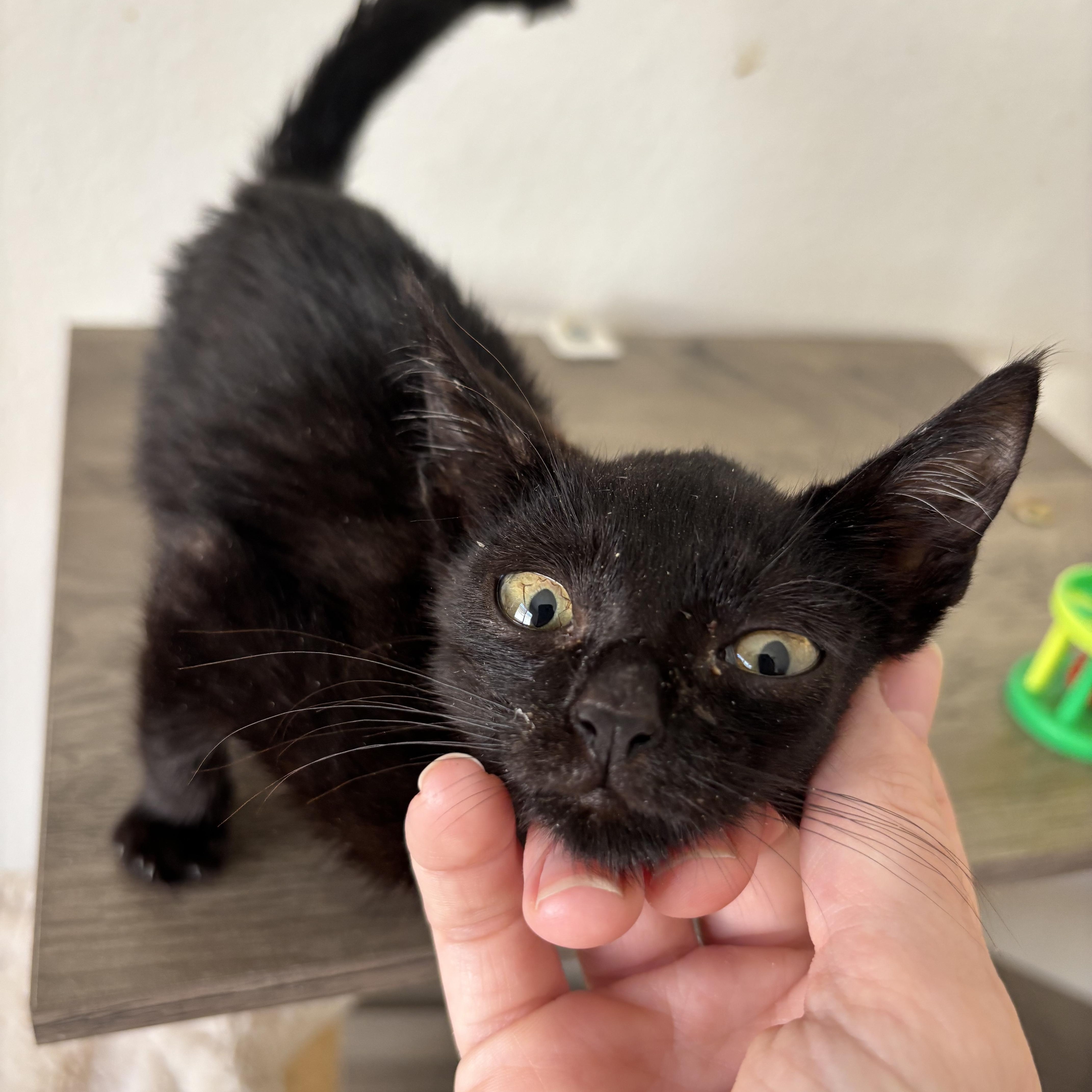 Mira, an adoptable Domestic Short Hair in Ewa Beach, HI, 96706 | Photo Image 2