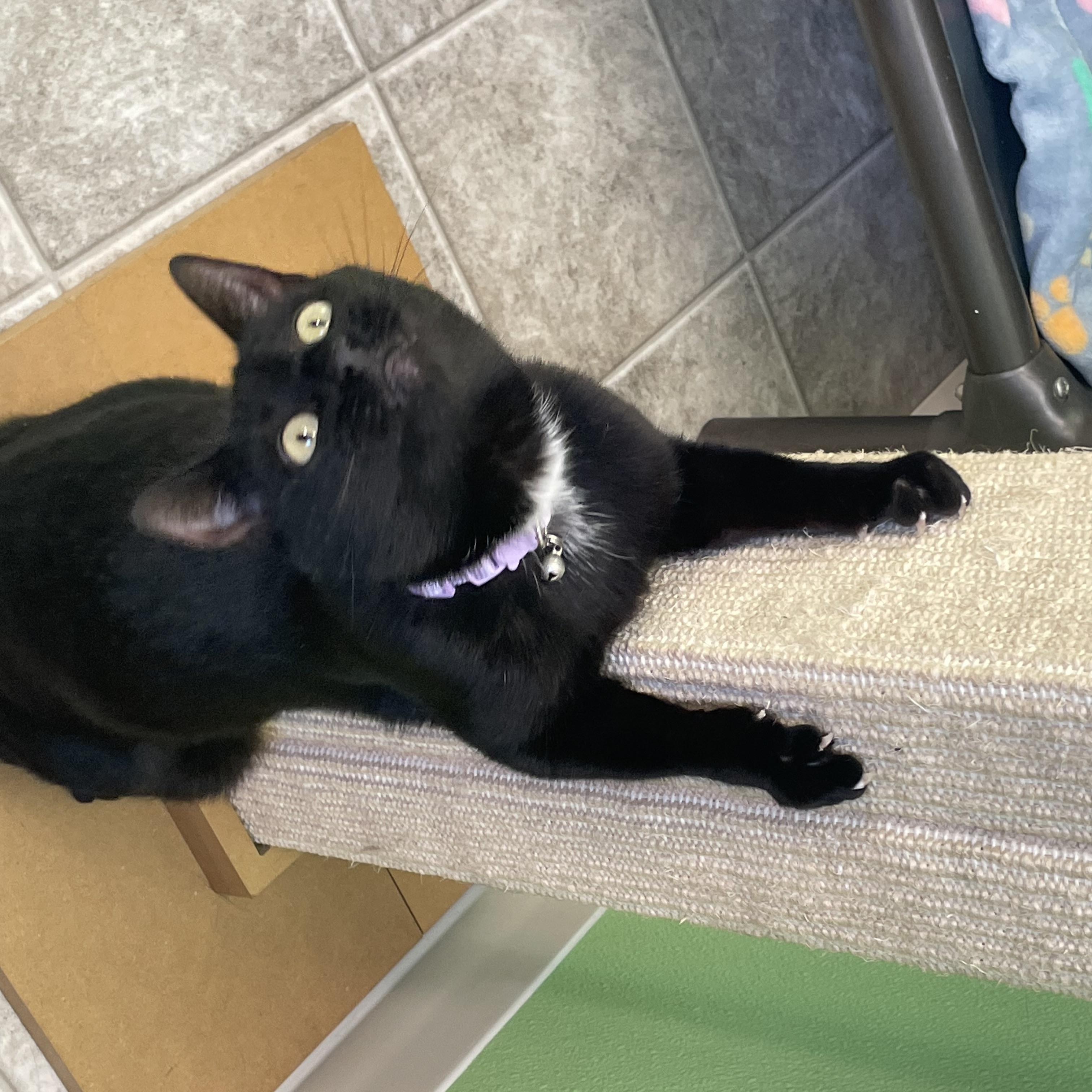 Enlarge Kani, an adopted Domestic Short Hair in Greenbelt, MD image 5/6