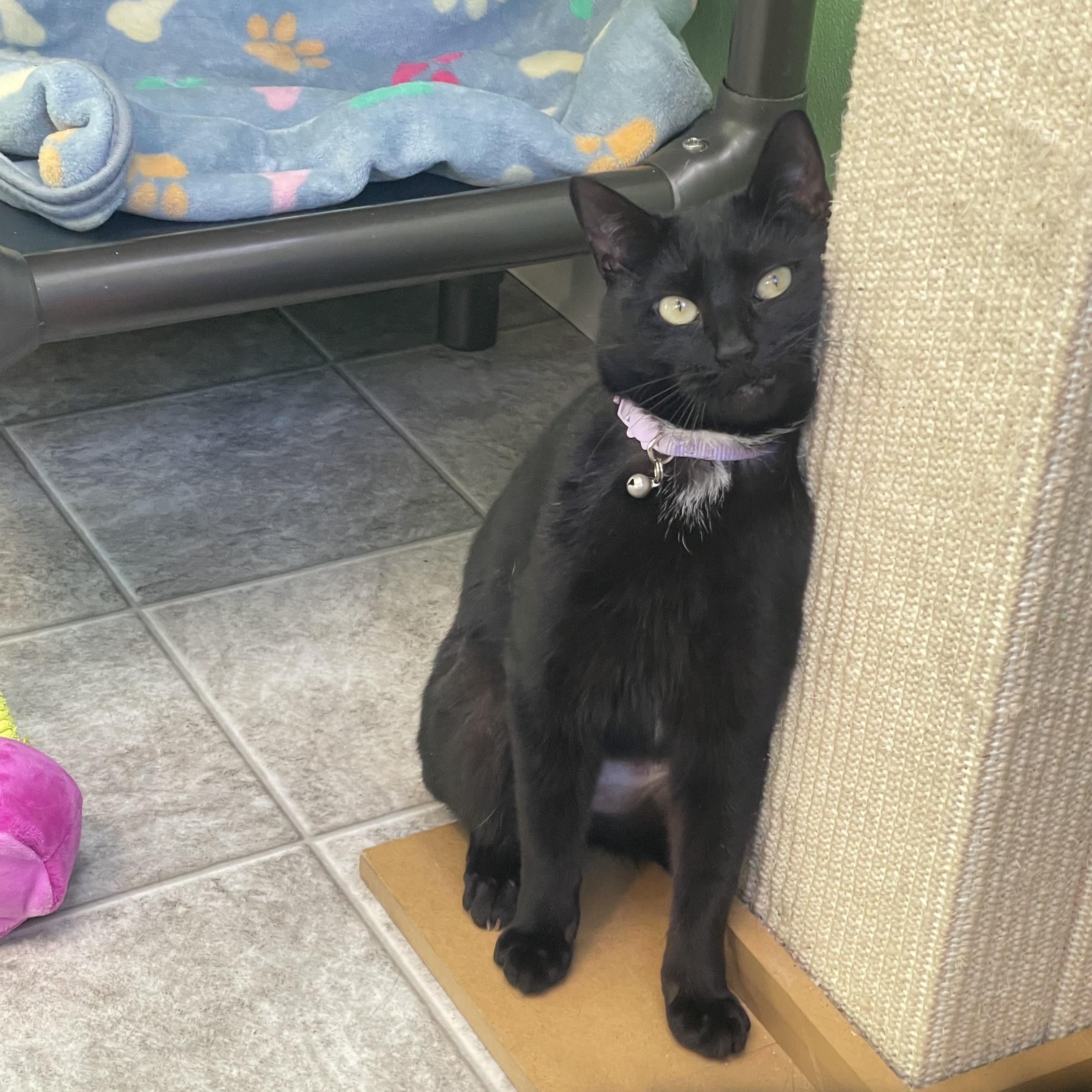 Enlarge Kani, an adopted Domestic Short Hair in Greenbelt, MD image 2/6