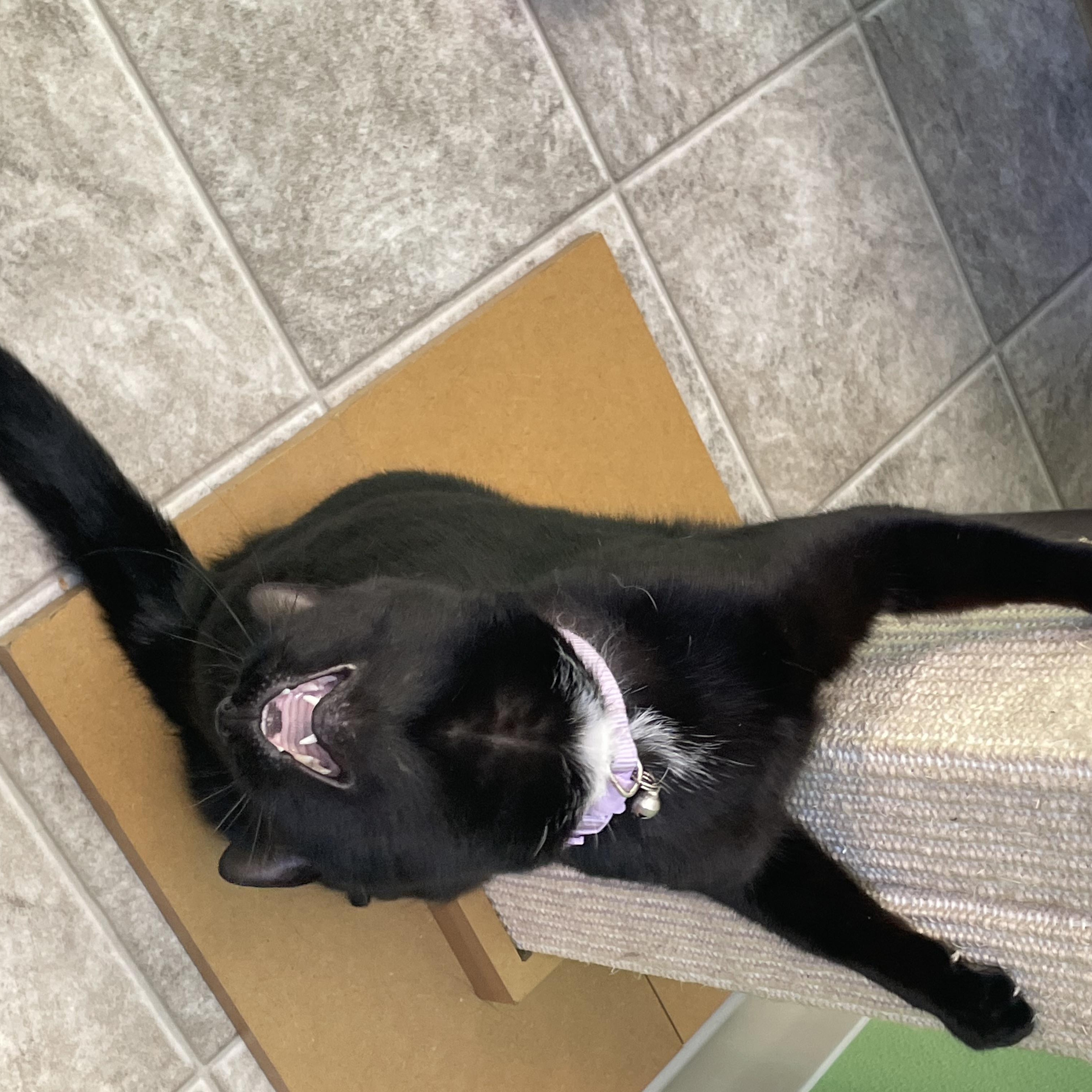 Enlarge Kani, an adopted Domestic Short Hair in Greenbelt, MD image 6/6