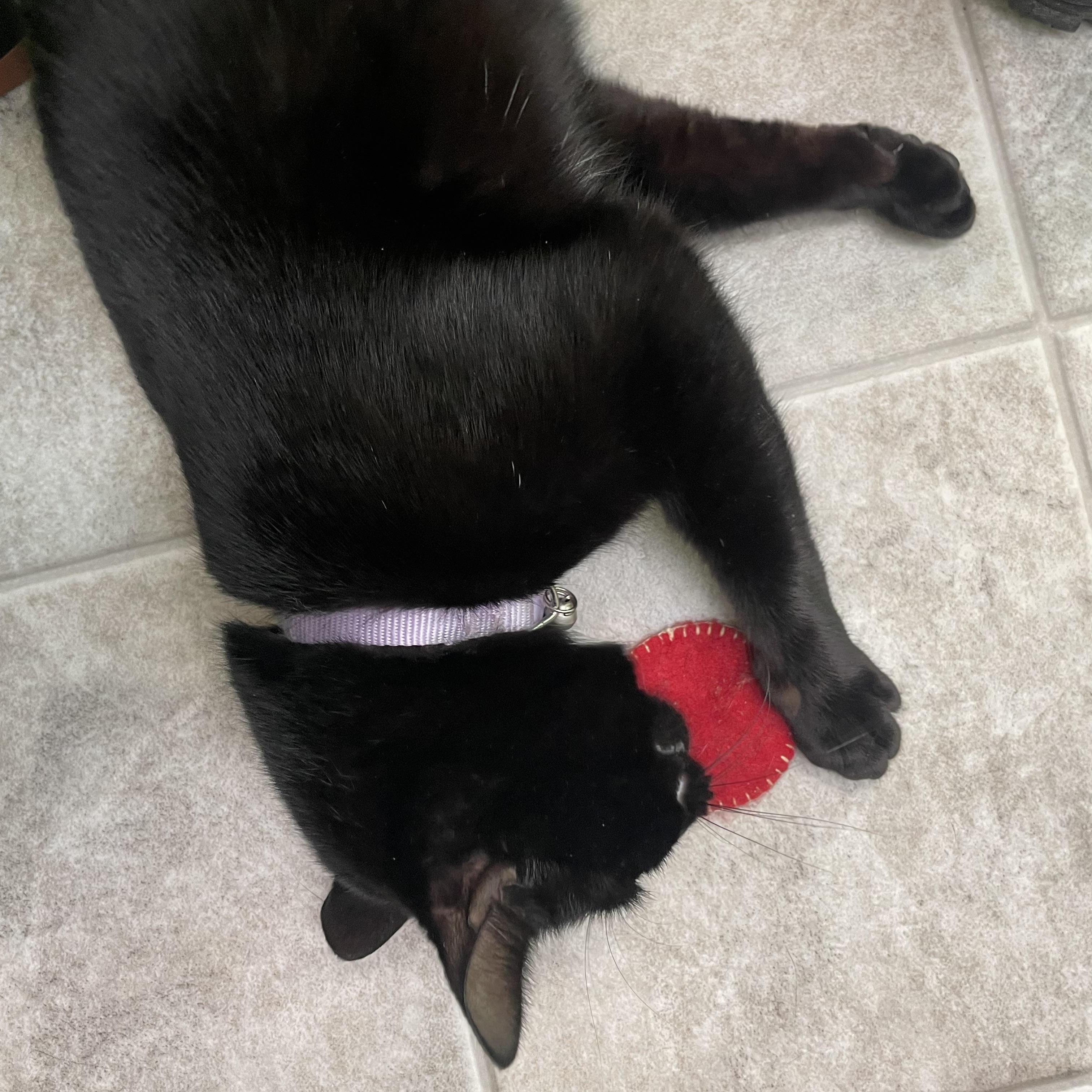 Enlarge Kani, an adopted Domestic Short Hair in Greenbelt, MD image 3/6