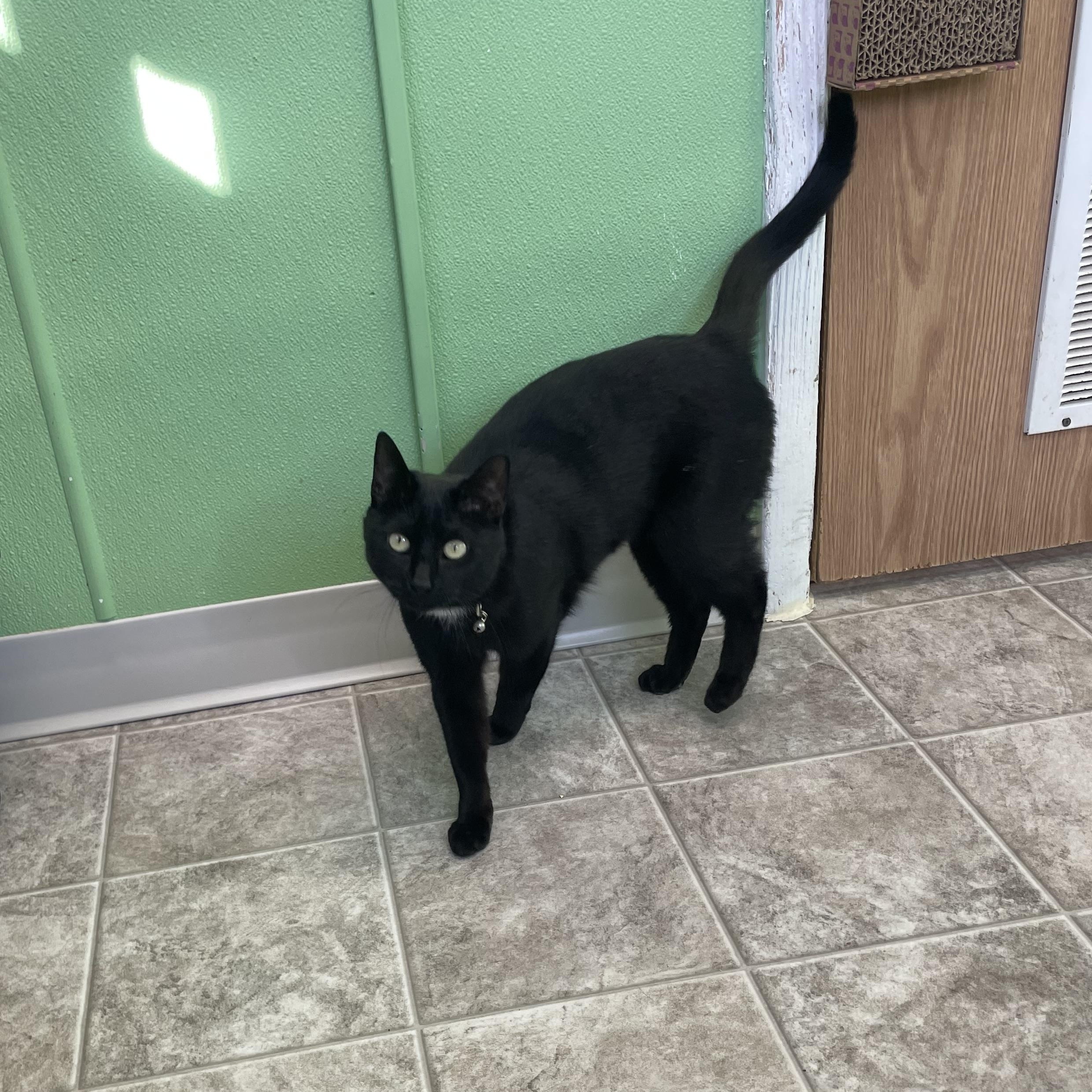 Enlarge Kani, an adopted Domestic Short Hair in Greenbelt, MD image 4/6