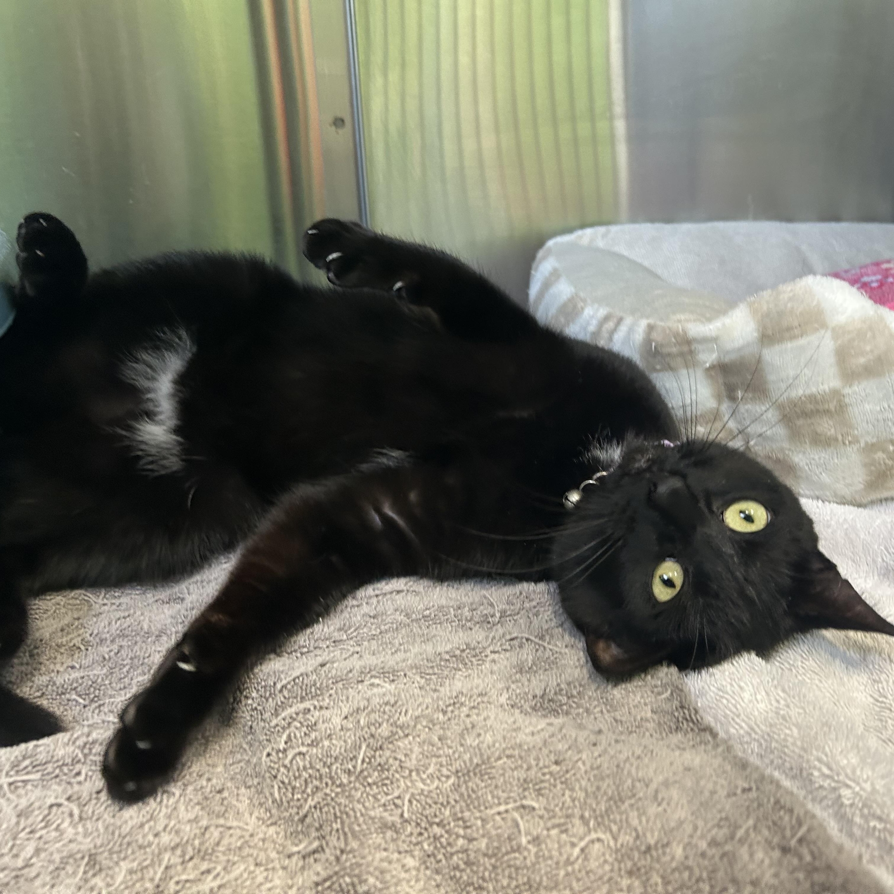 Enlarge Kani, a ADOPTABLE Domestic Short Hair in Greenbelt, MD image 1/1