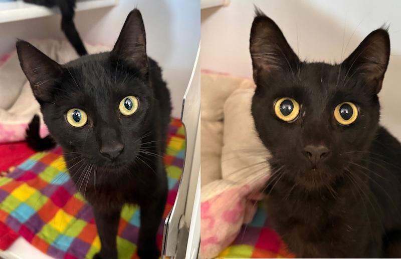 Enlarge Cricket and Grasshopper, a Adoptable Domestic Short Hair in Grass Valley, CA image 4/4