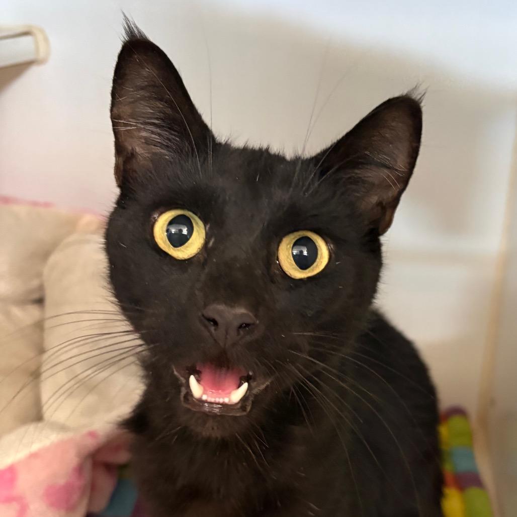 Enlarge Cricket and Grasshopper, a Adoptable Domestic Short Hair in Grass Valley, CA image 2/4