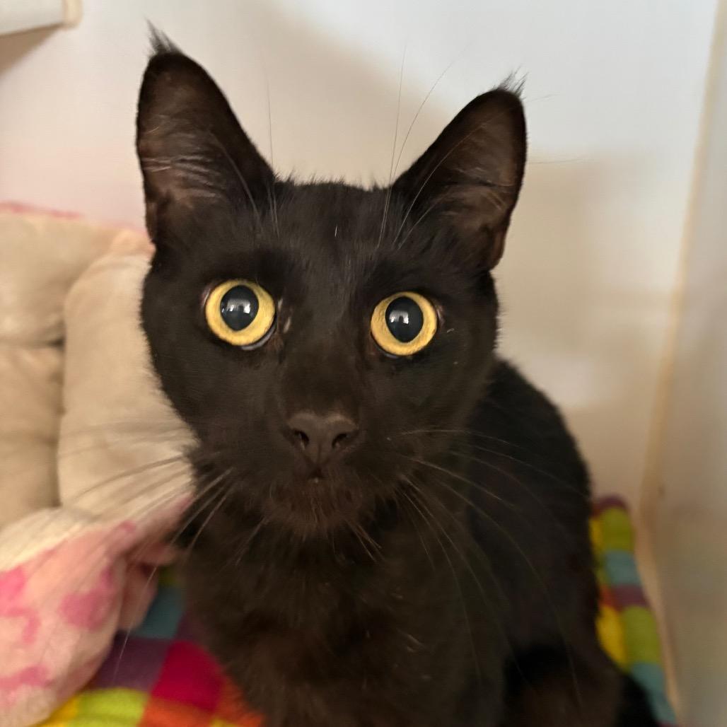Cricket and Grasshopper, Adoptable, Adult Female Domestic Short Hair.