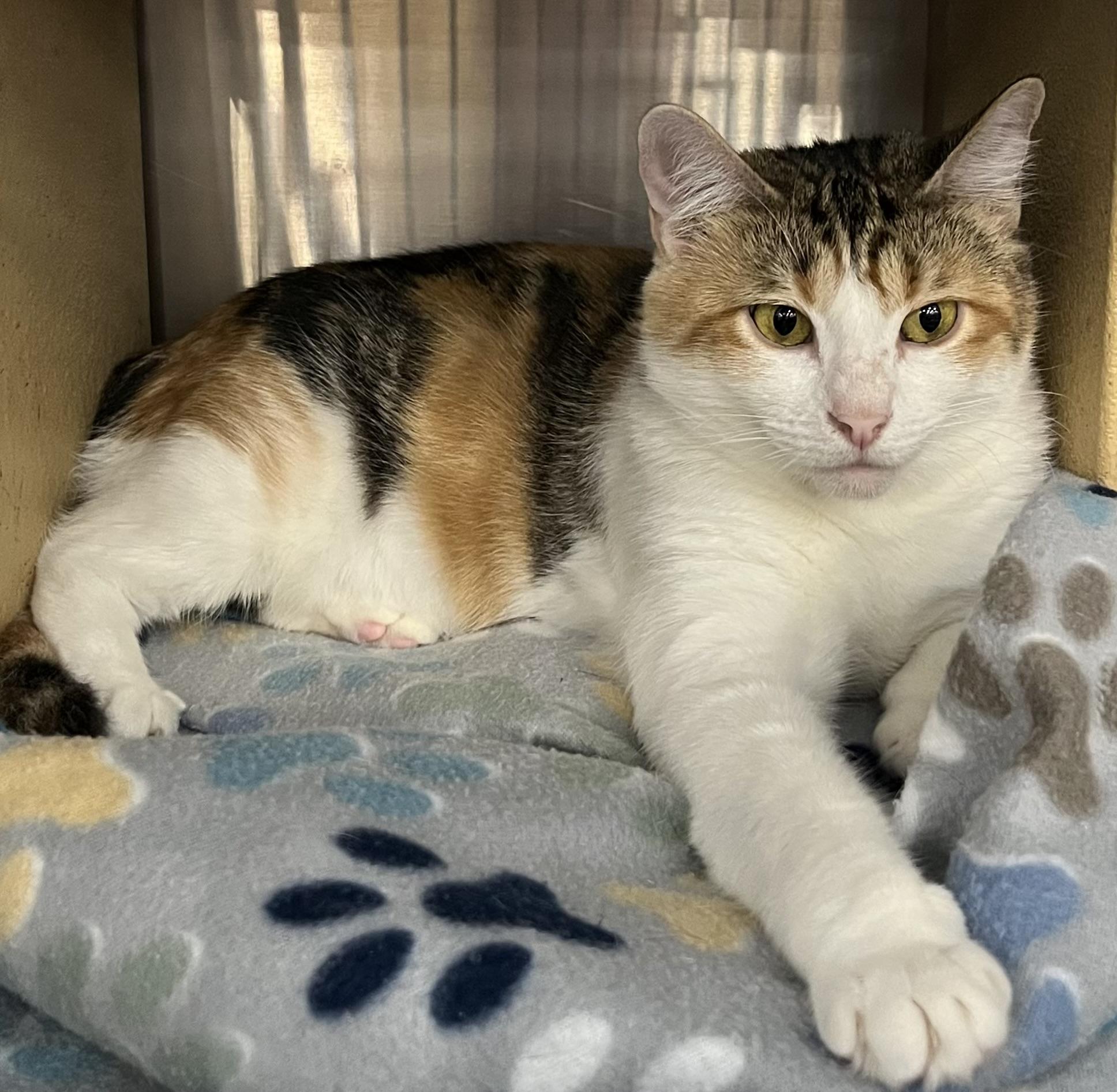 Rachel, Adoptable, Adult Female Calico & Domestic Short Hair.