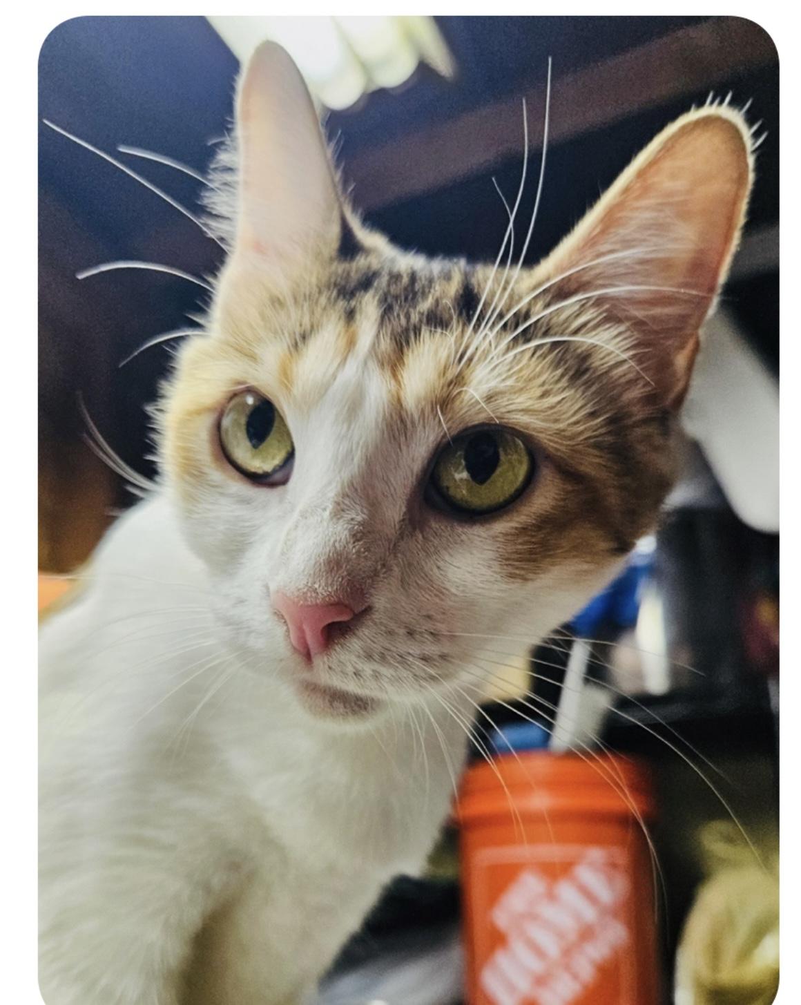 Rachel, a Adoptable mixed breed in Federal Way, WA image 2/3