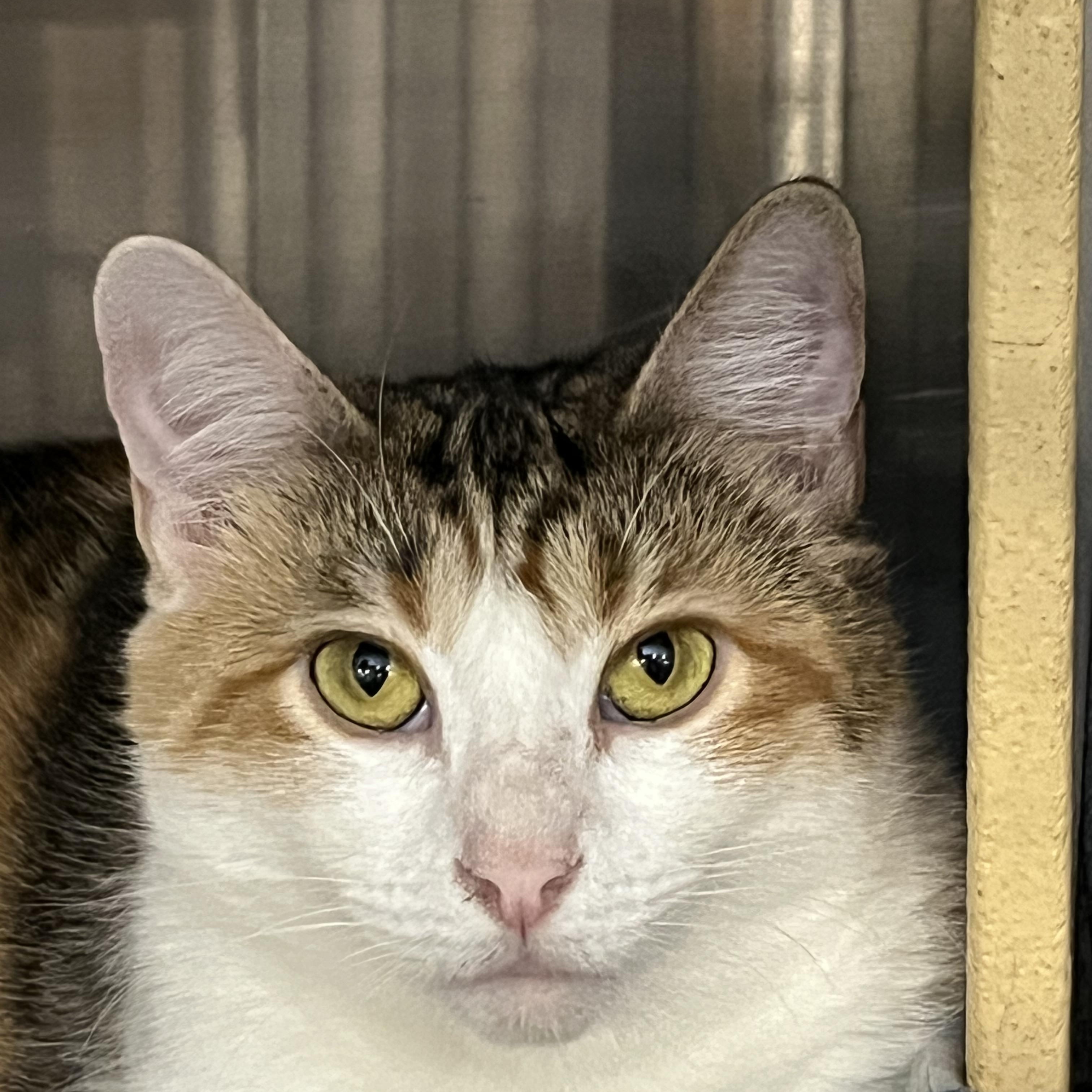 Rachel, a Adoptable mixed breed in Federal Way, WA image 3/3