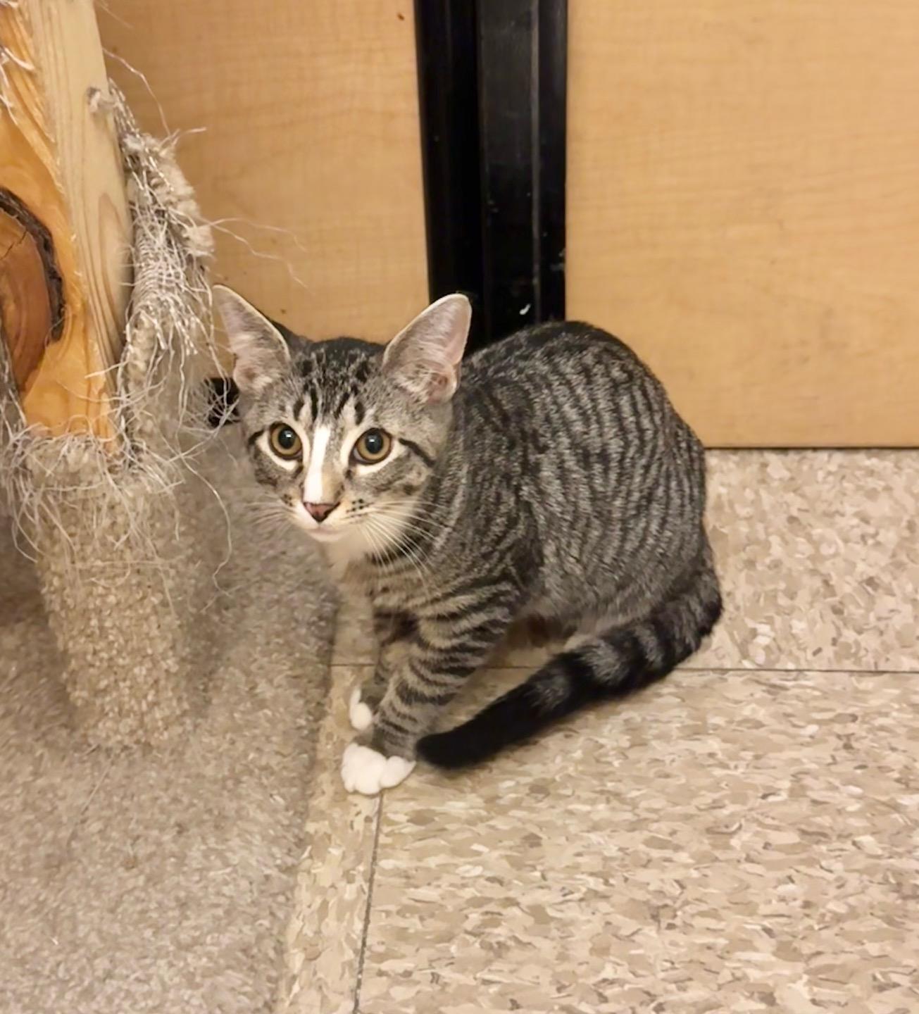 Cakes, a Adoptable Domestic Short Hair in Springfield, PA image 1/3