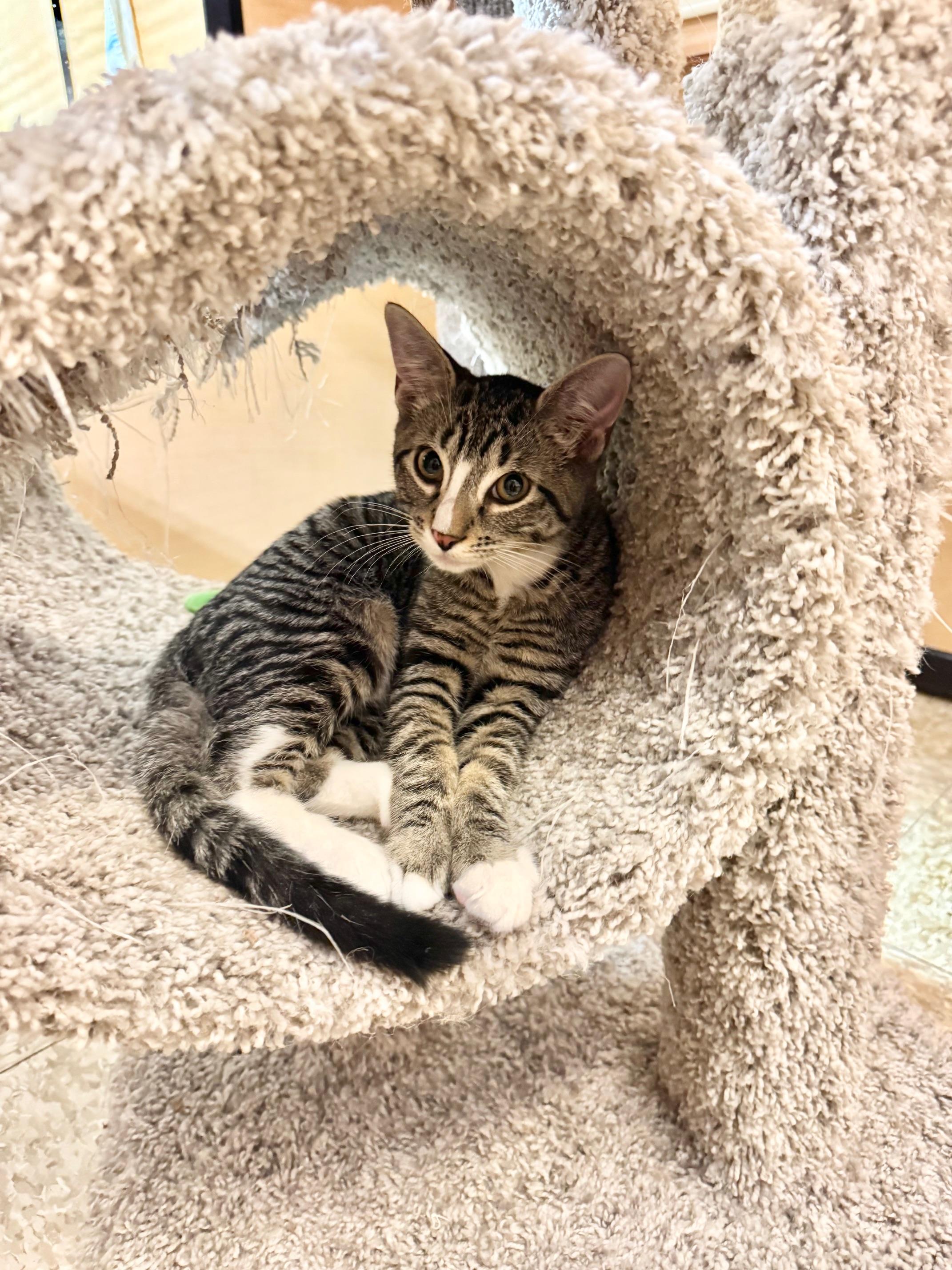 Cakes, a Adoptable Domestic Short Hair in Springfield, PA image 2/3