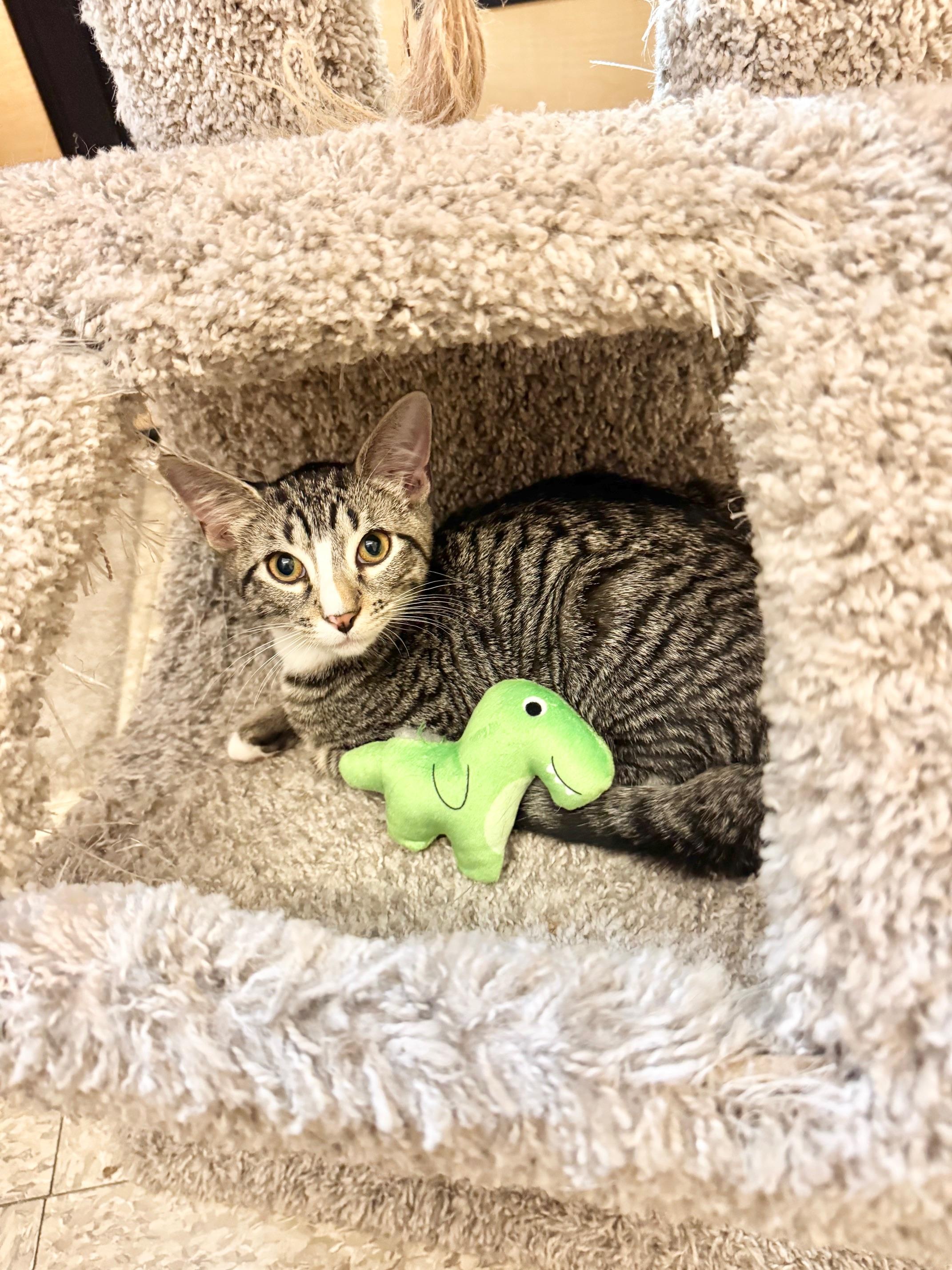 Cakes, a Adoptable Domestic Short Hair in Springfield, PA image 3/3