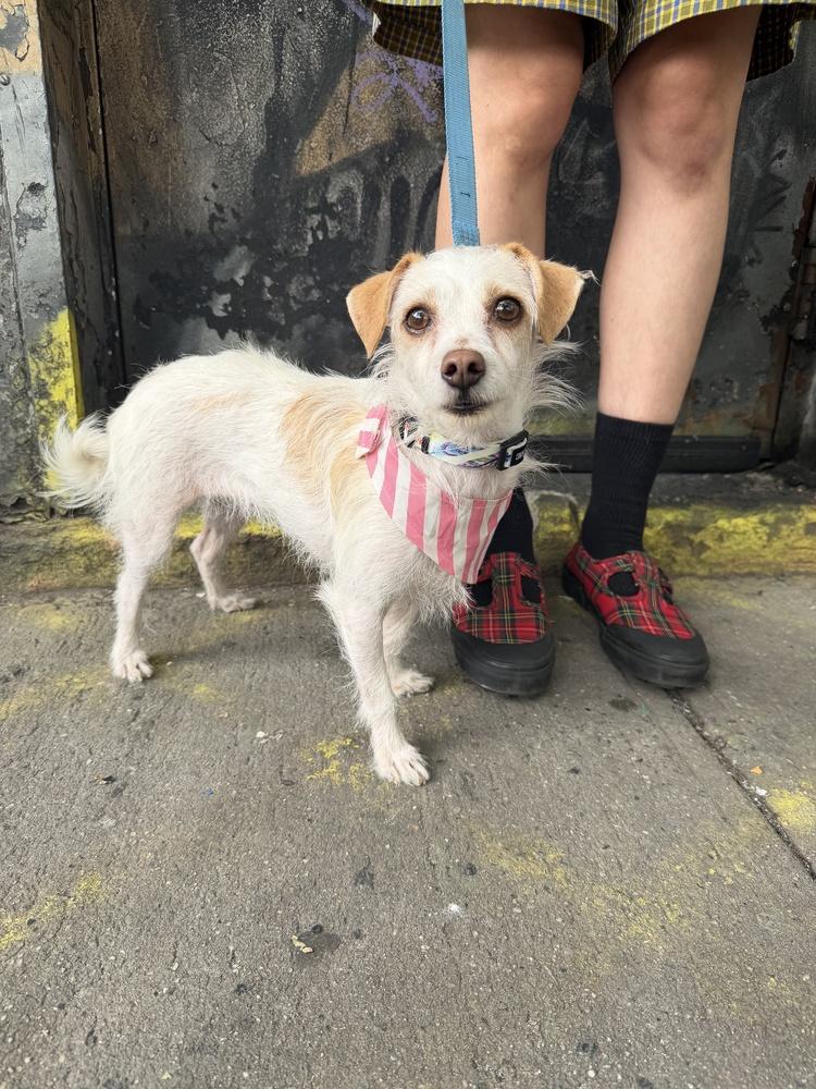 Enlarge Dahlia, a Adoptable mixed breed in Manhattan, NY image 1/2