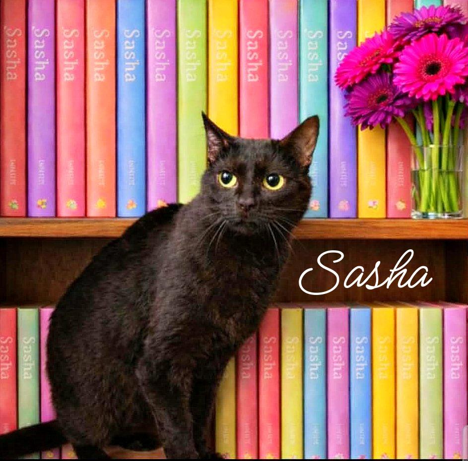Sasha, Adoptable, Adult Female Domestic Short Hair.