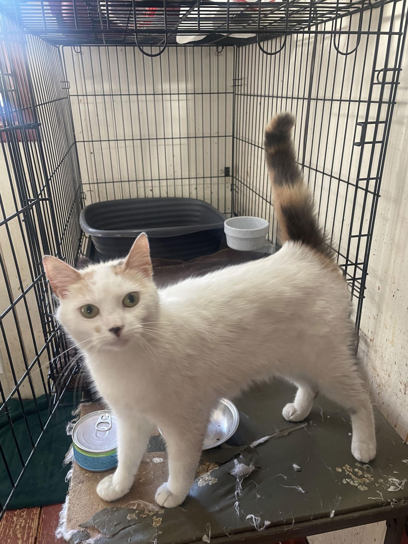 Schatzie, a Adopted Domestic Short Hair in Trenton, NJ image 1/3