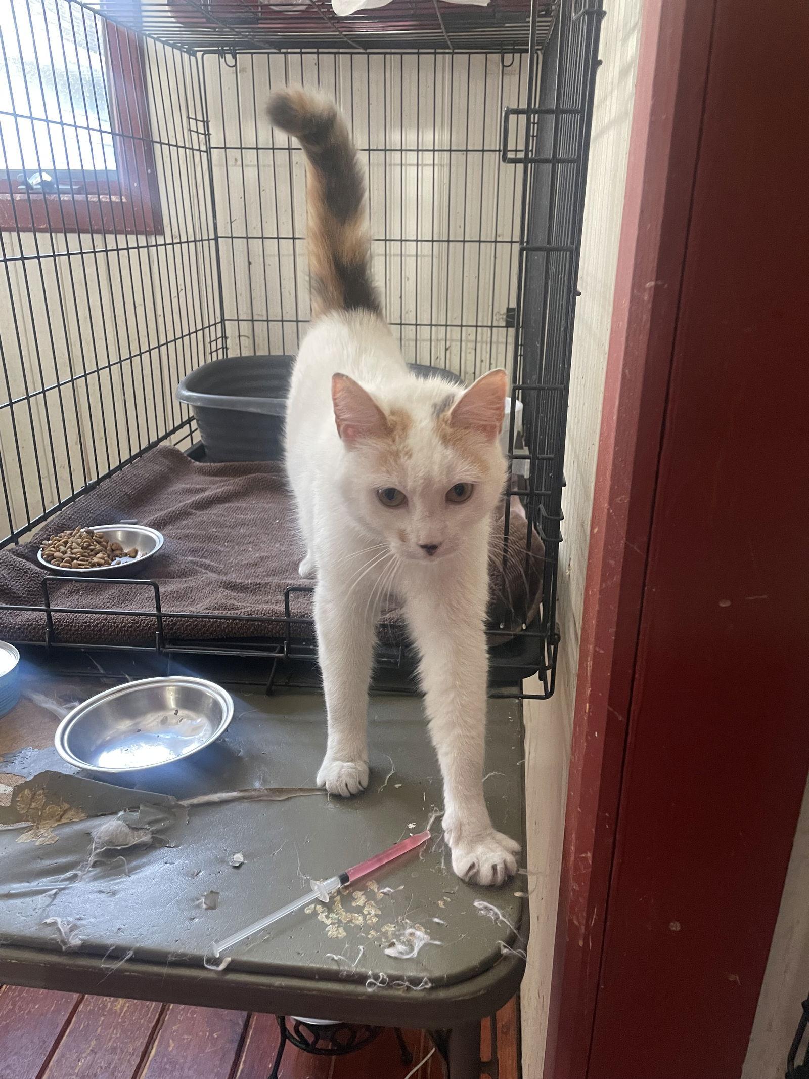 Schatzie, a Adopted Domestic Short Hair in Trenton, NJ image 2/3