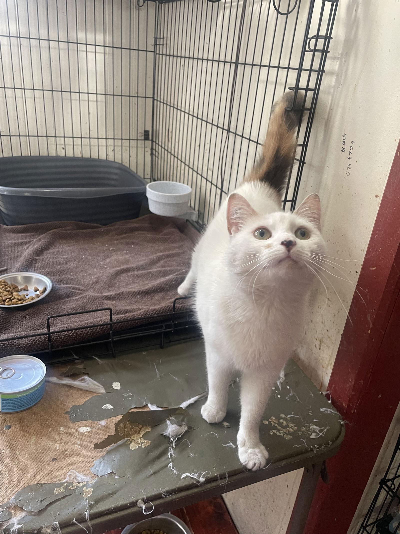 Schatzie, a Adopted Domestic Short Hair in Trenton, NJ image 3/3