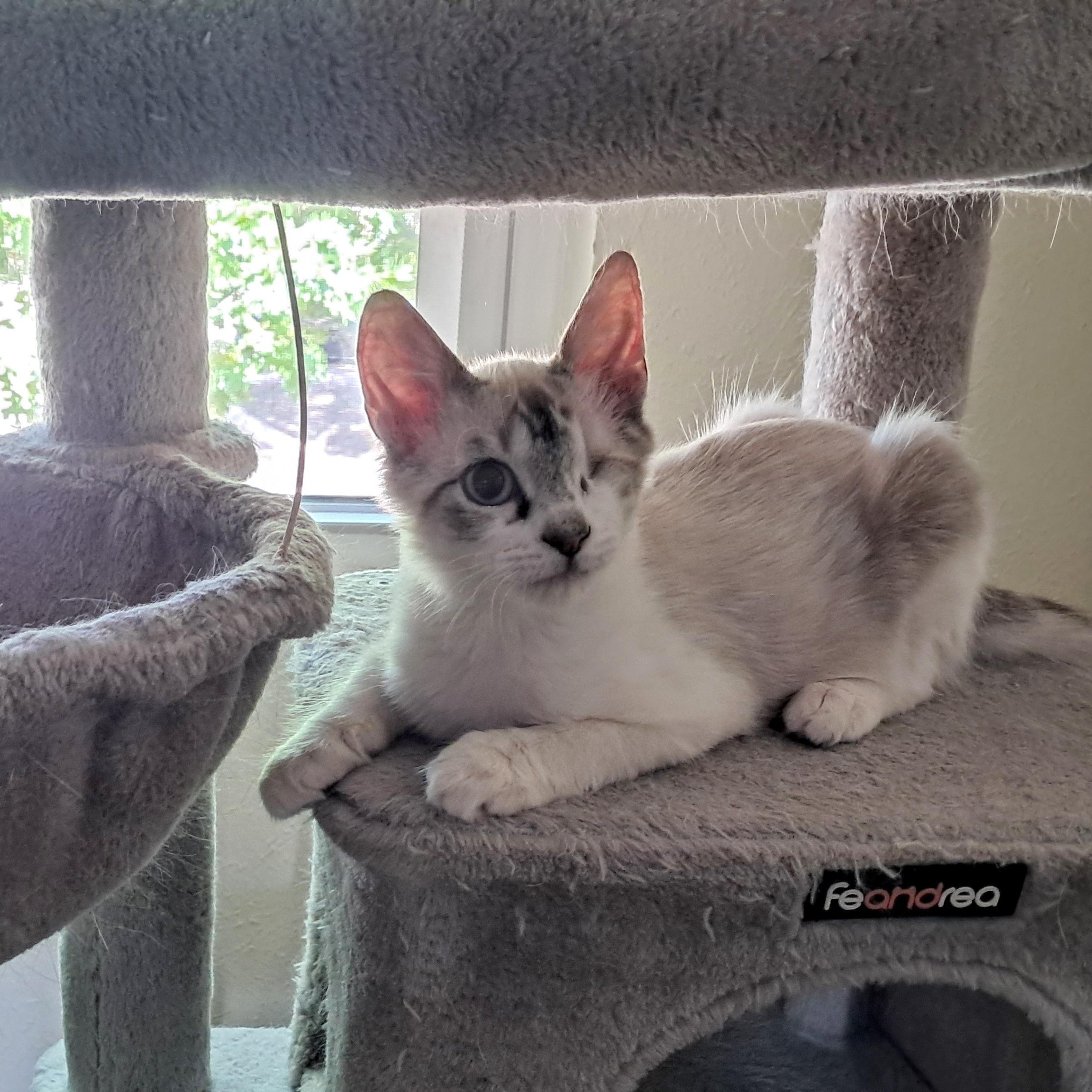 Ferb, adopted, Kitten Male Siamese.