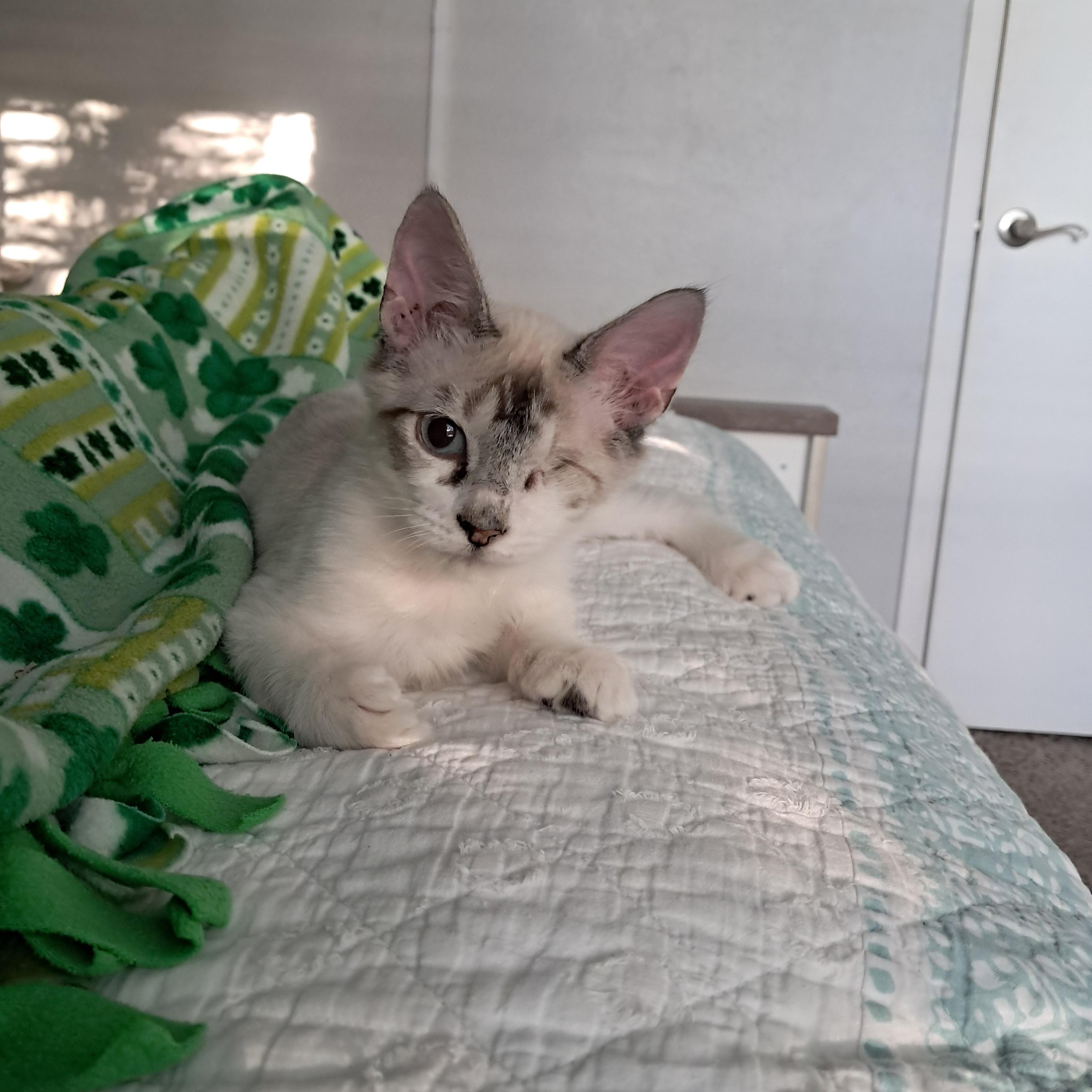 Enlarge Ferb, an adopted mixed breed in Plano, TX image 4/4