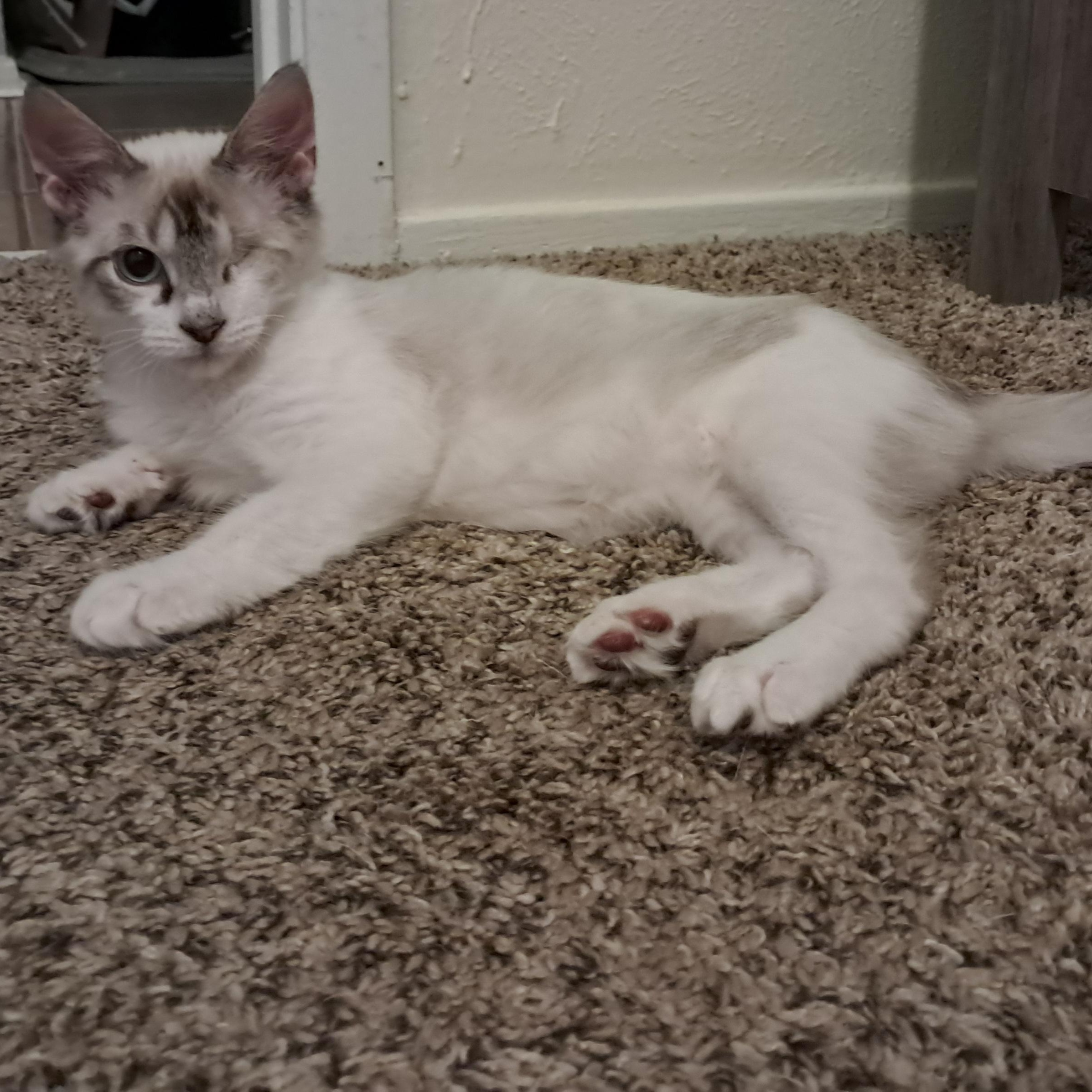 Enlarge Ferb, an adopted mixed breed in Plano, TX image 2/4