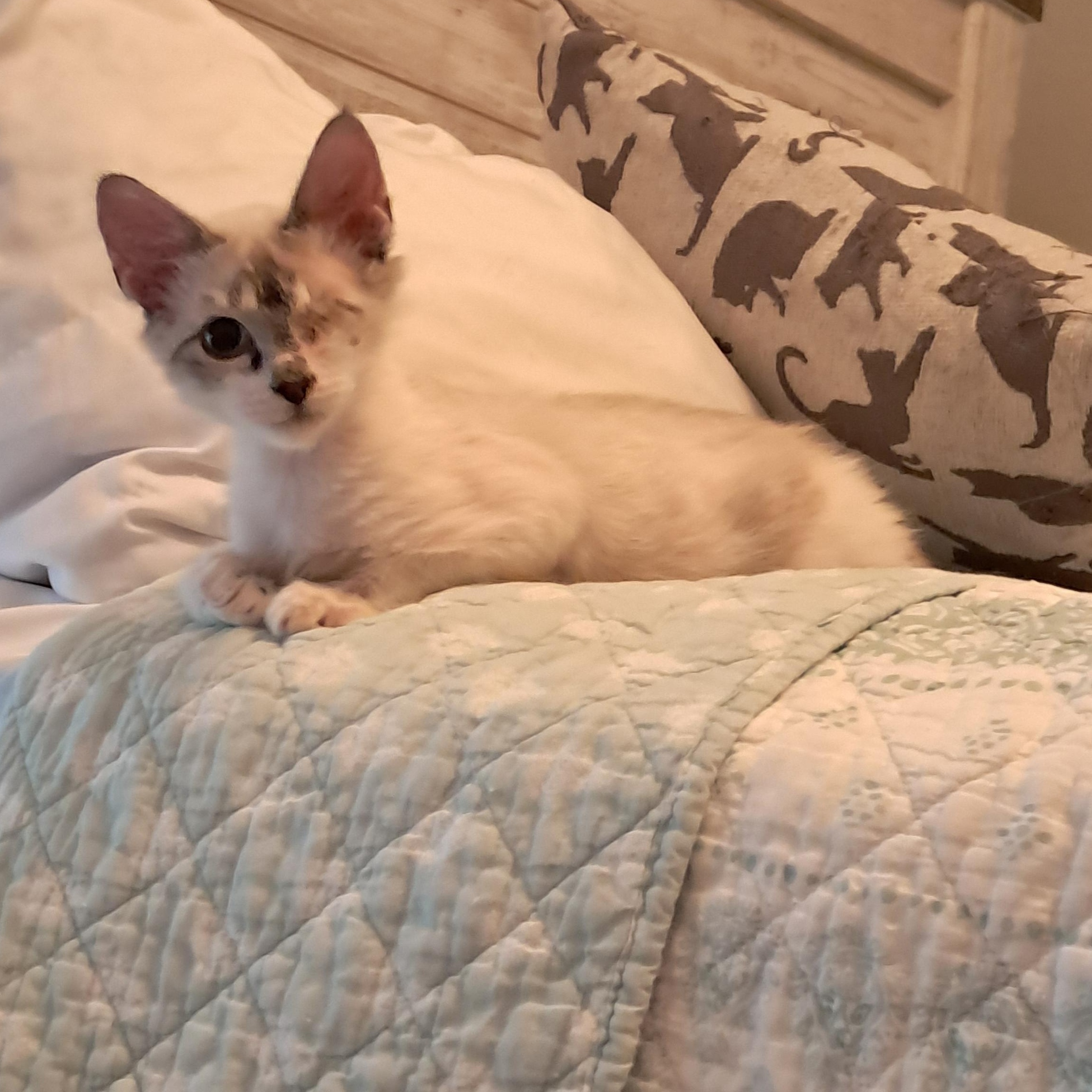 Enlarge Ferb, an adopted mixed breed in Plano, TX image 3/4