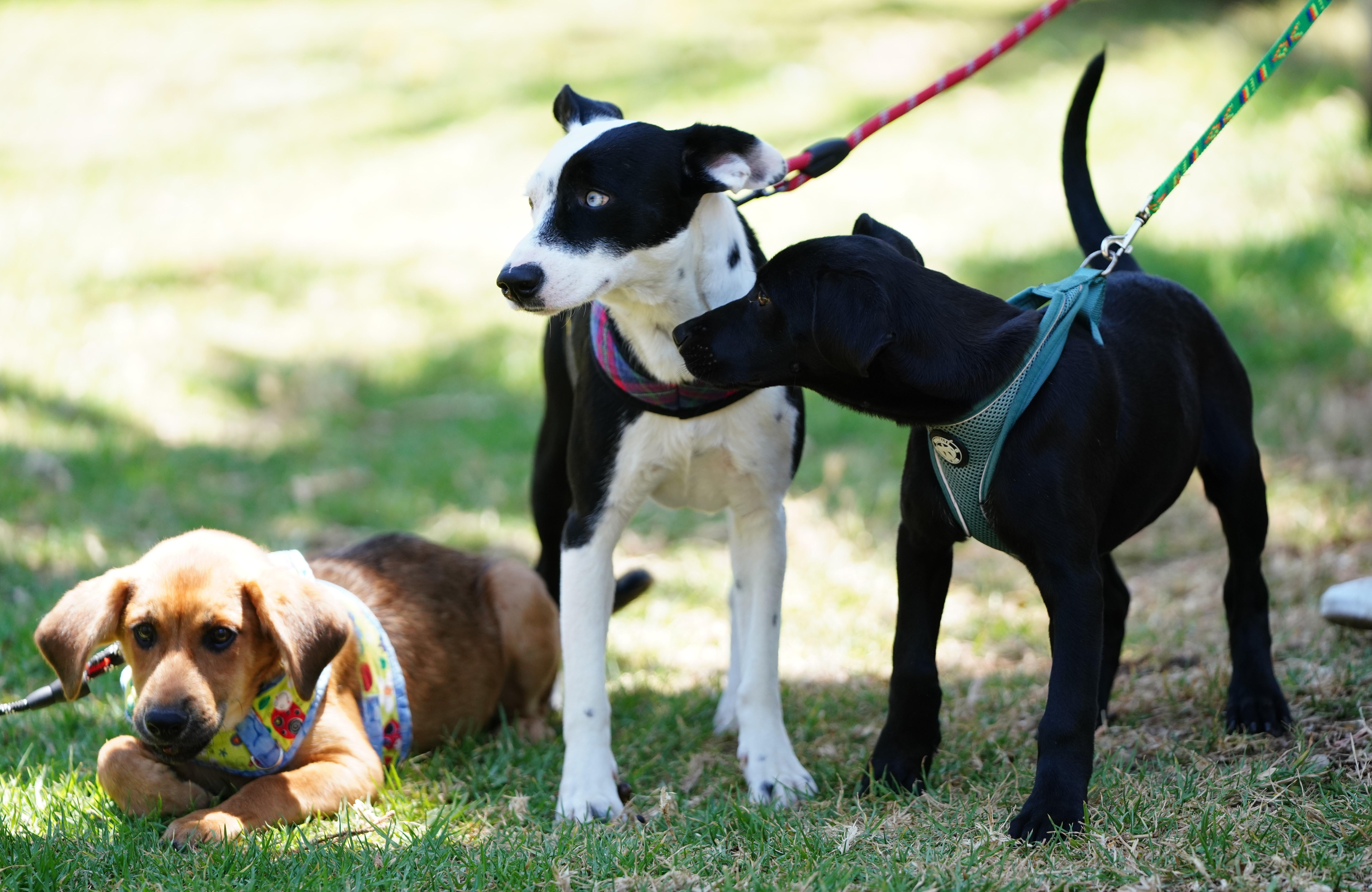 Enlarge Charlie, an adopted mixed breed in San Diego, CA image 5/5