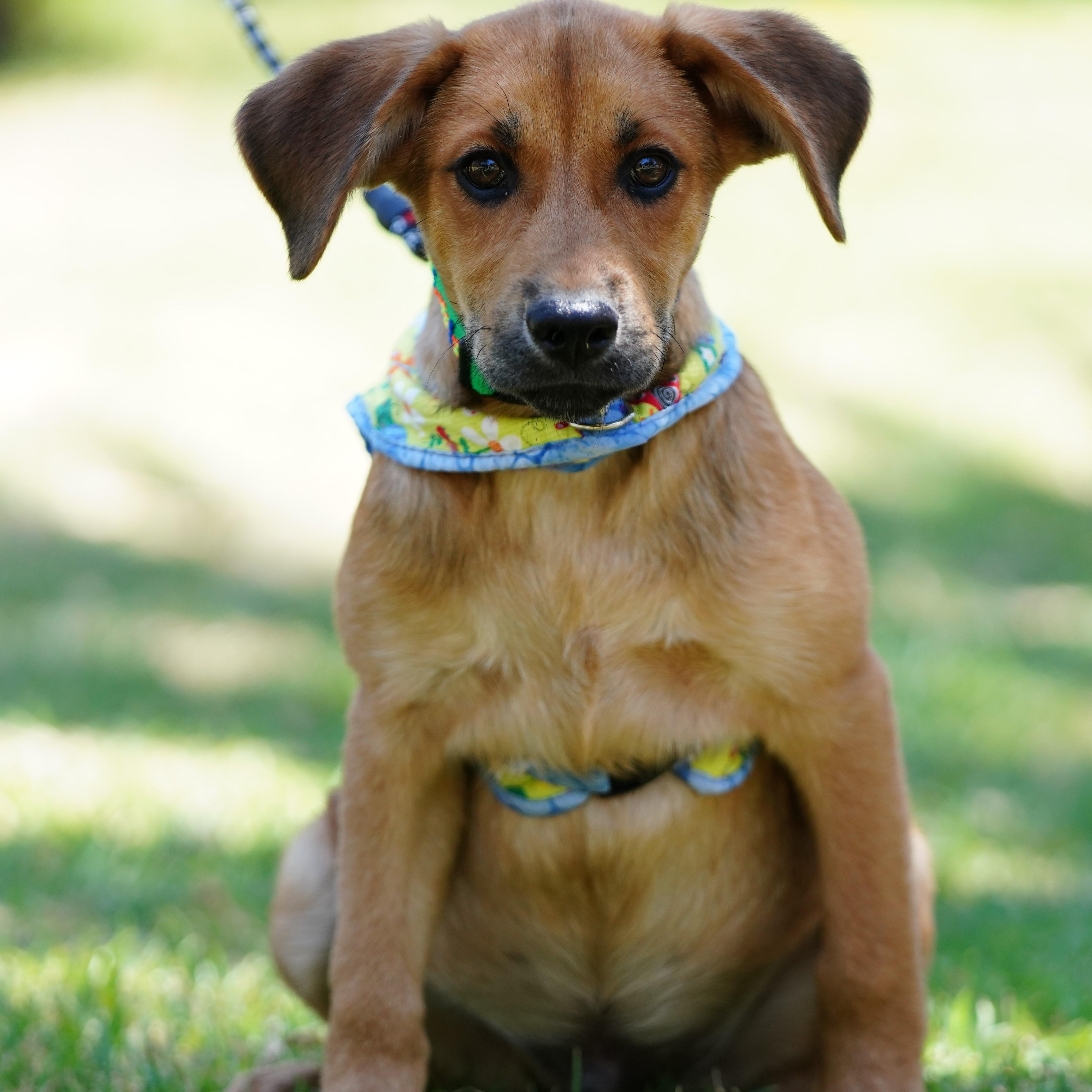 Enlarge Charlie, an adopted mixed breed in San Diego, CA image 1/5