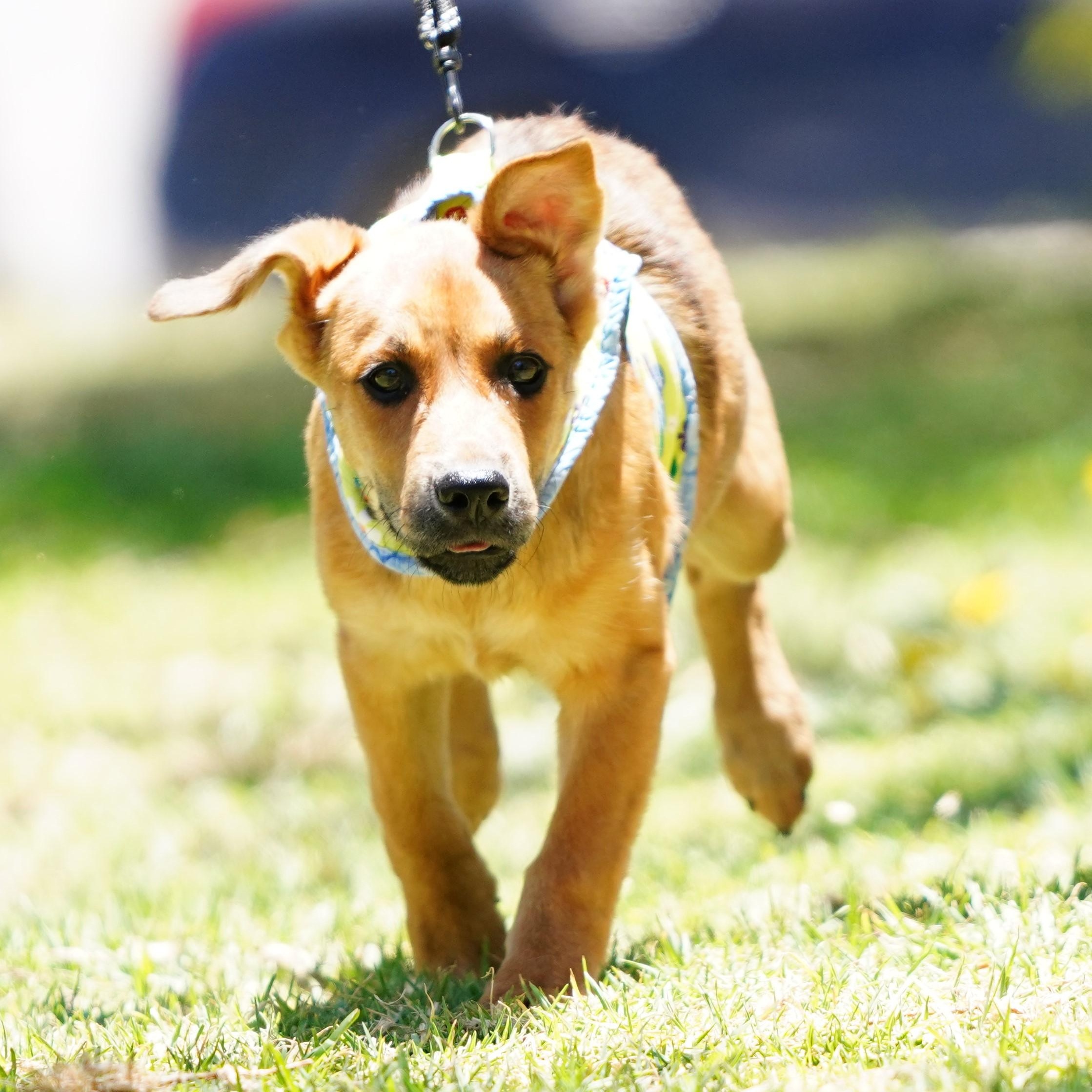 Enlarge Charlie, an adopted mixed breed in San Diego, CA image 3/5