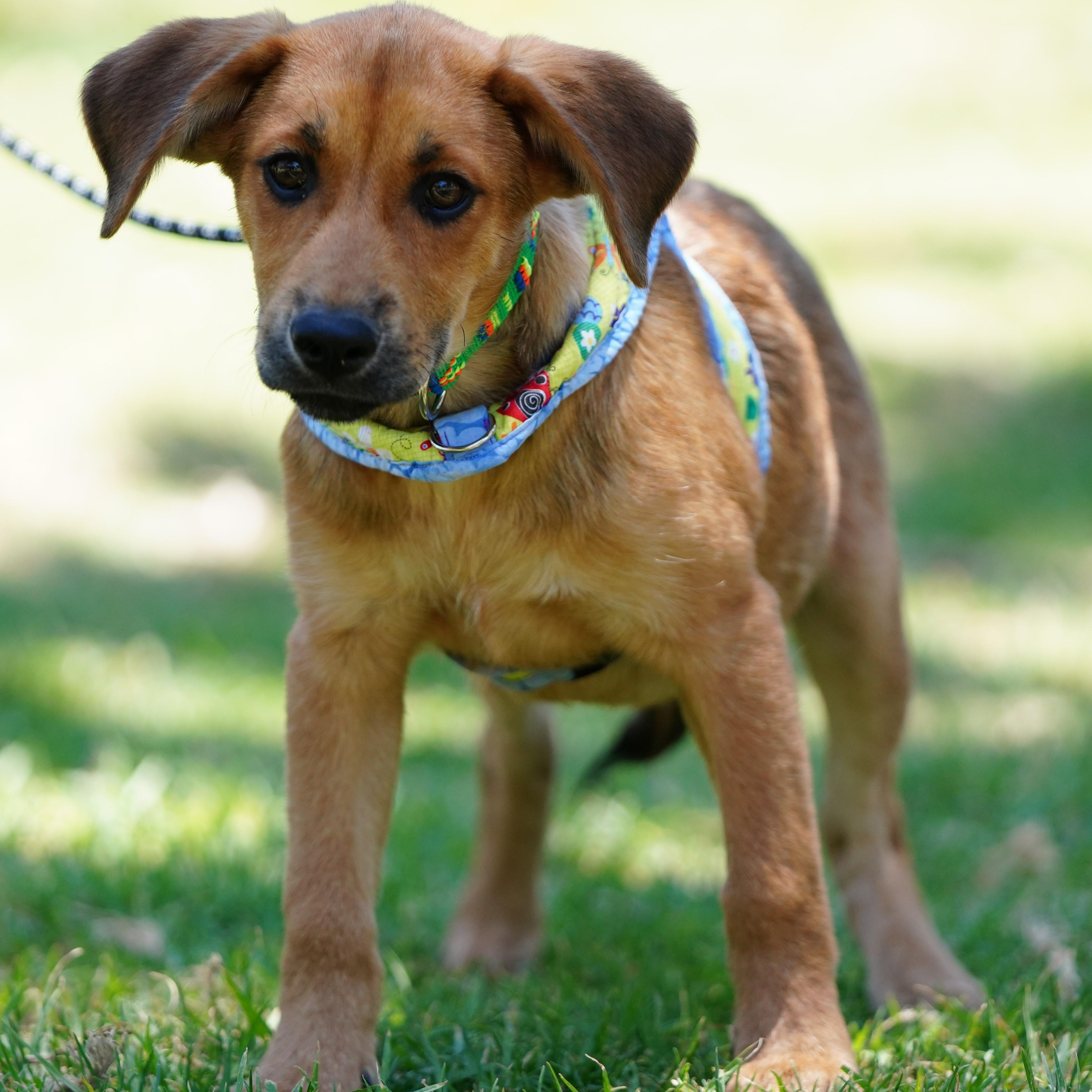 Enlarge Charlie, an adopted mixed breed in San Diego, CA image 4/5