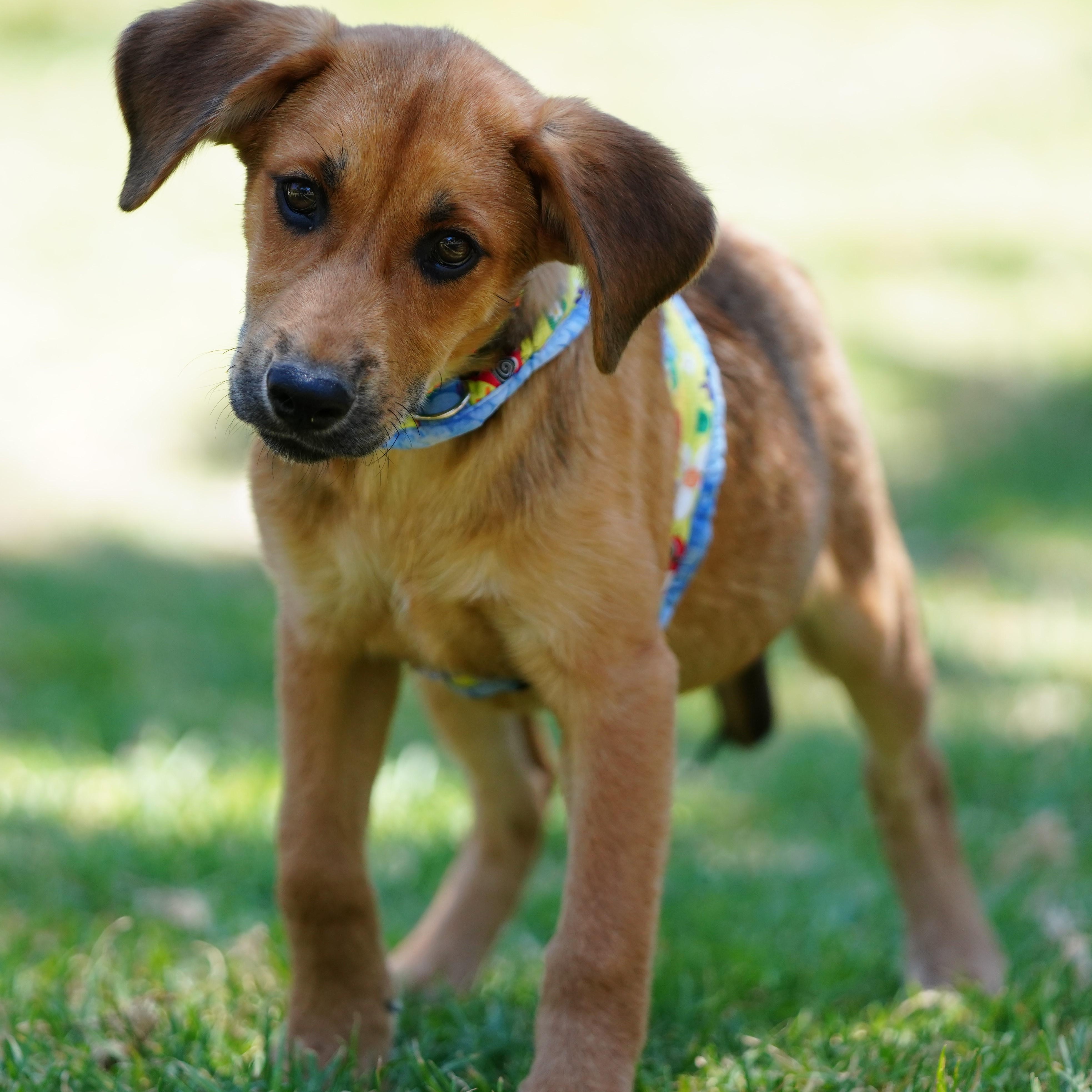Enlarge Charlie, an adopted mixed breed in San Diego, CA image 2/5