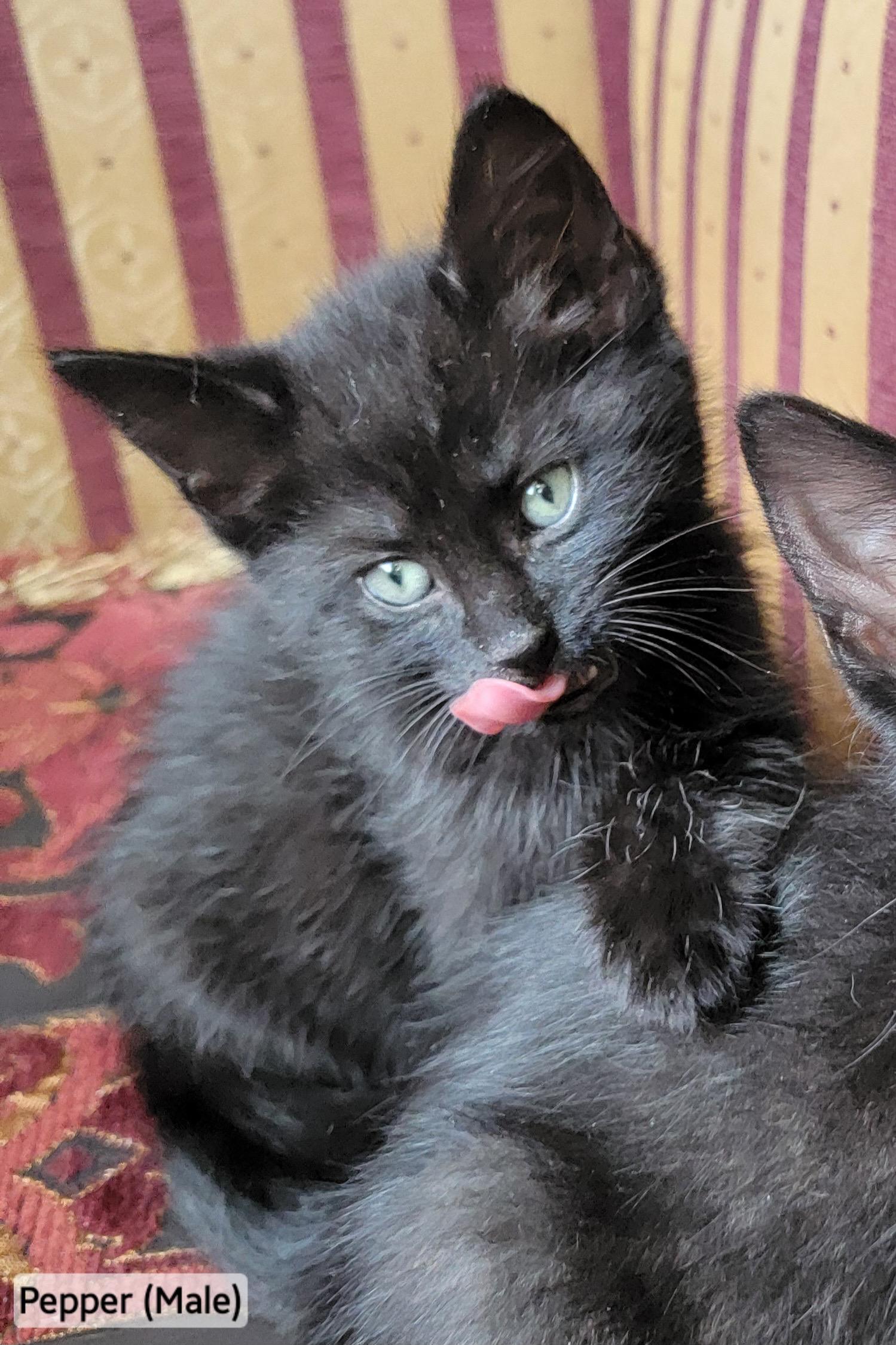 Pepper, adopted, Kitten Male Domestic Medium Hair.