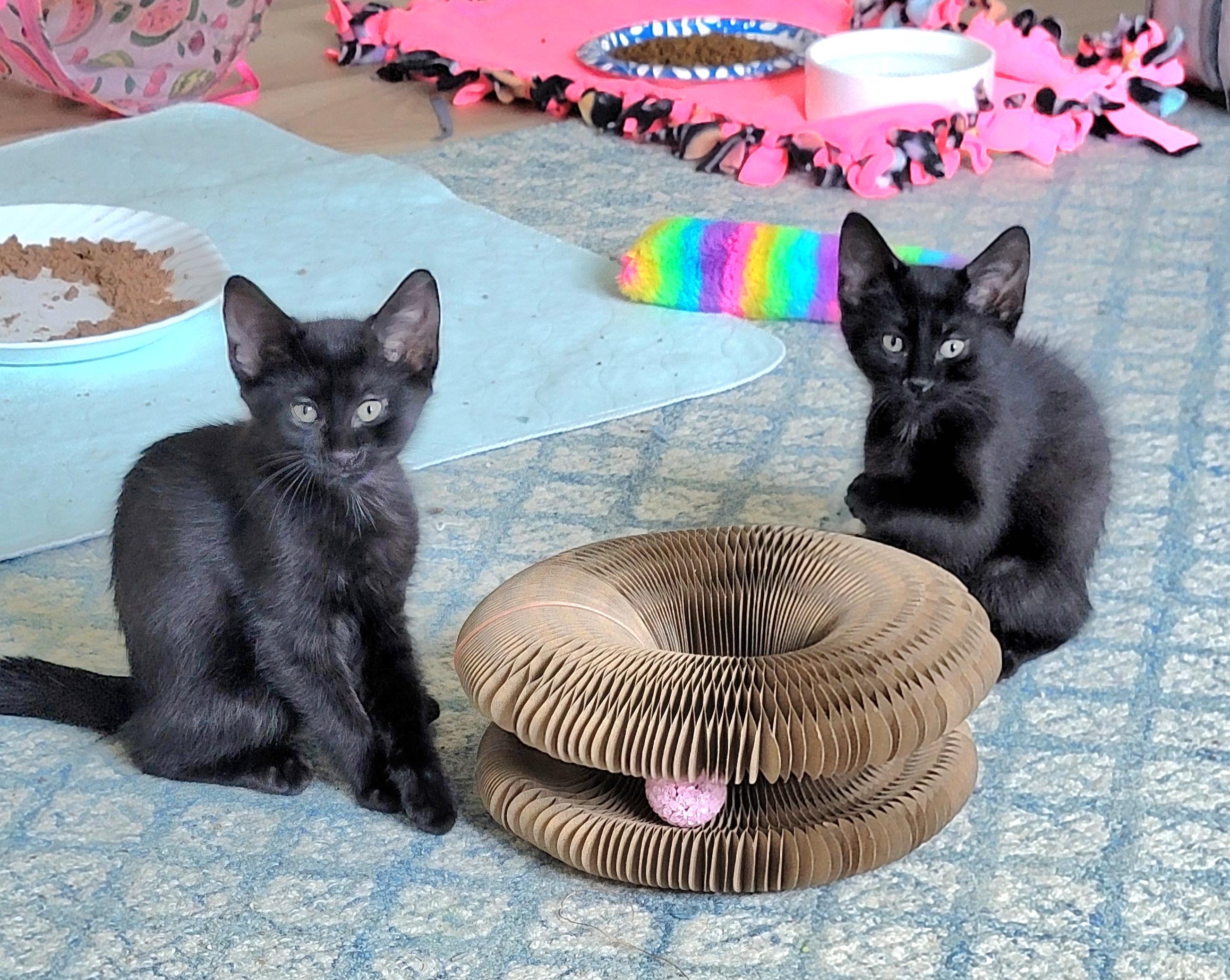 Pepper, an adopted Domestic Medium Hair in Rochester Hills, MI image 2/3