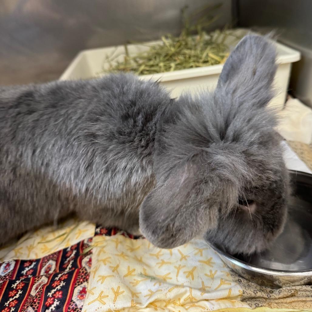 Enlarge Thumper-IN FOSTER, a Adoptable mixed breed in Birdsboro, PA image 1/3