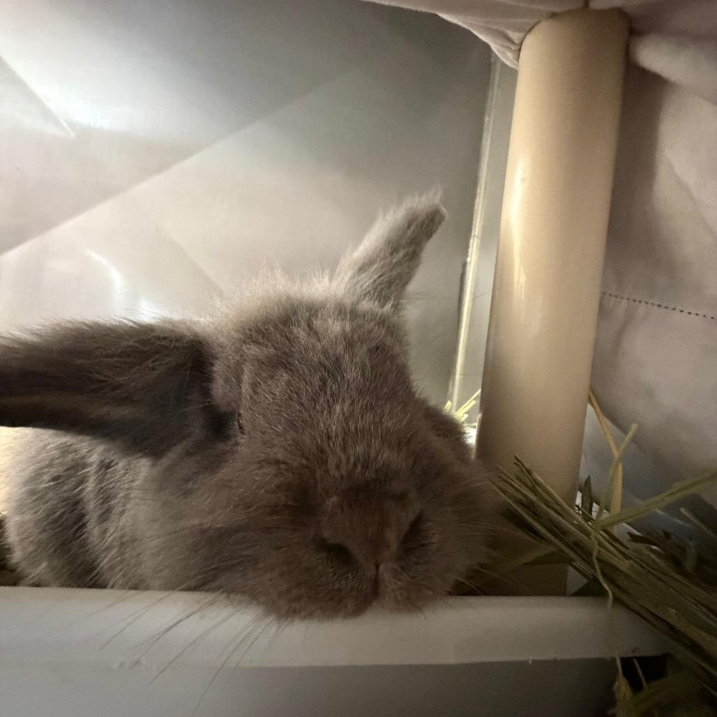 Enlarge Thumper-IN FOSTER, a Adoptable mixed breed in Birdsboro, PA image 2/3